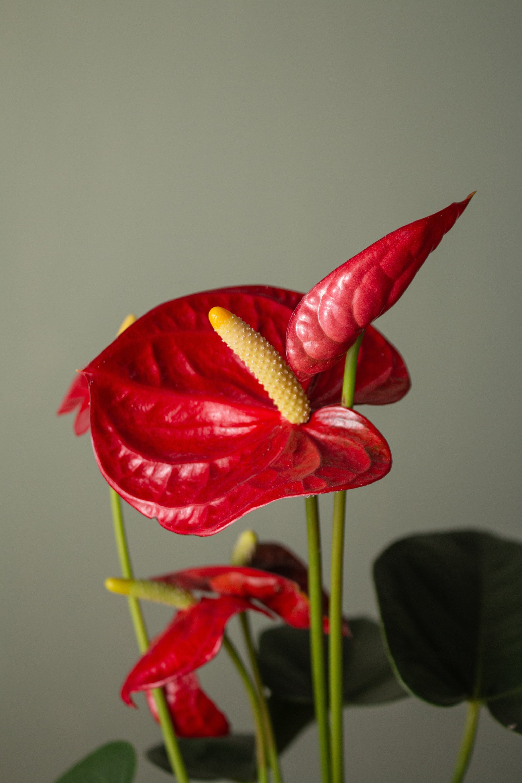 luxurians anthurium Anthurium luxurians — Ecuagenera Orquídeas del Ecuador