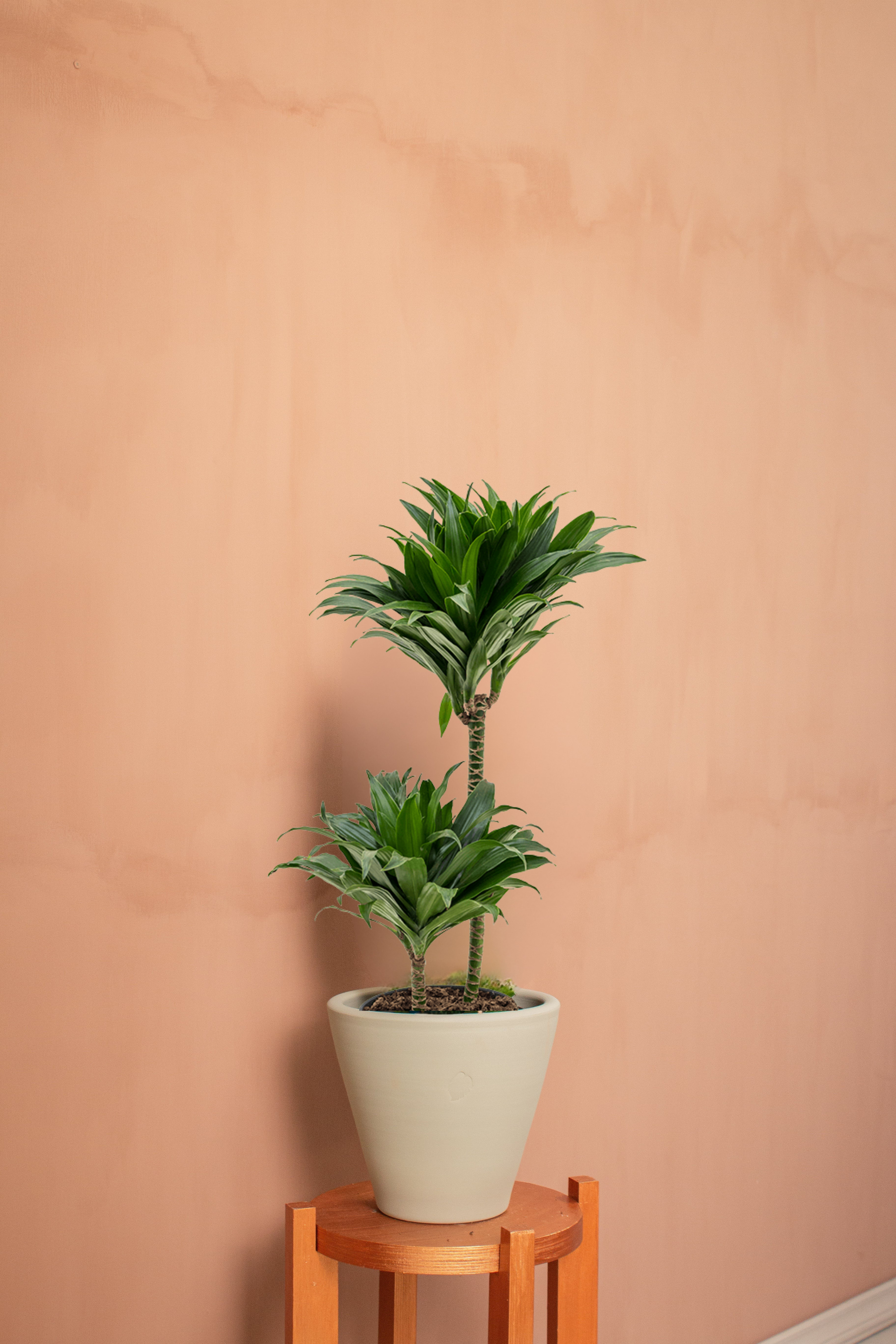 Compacta Xl Mint Çömlek Saksılı 80cm