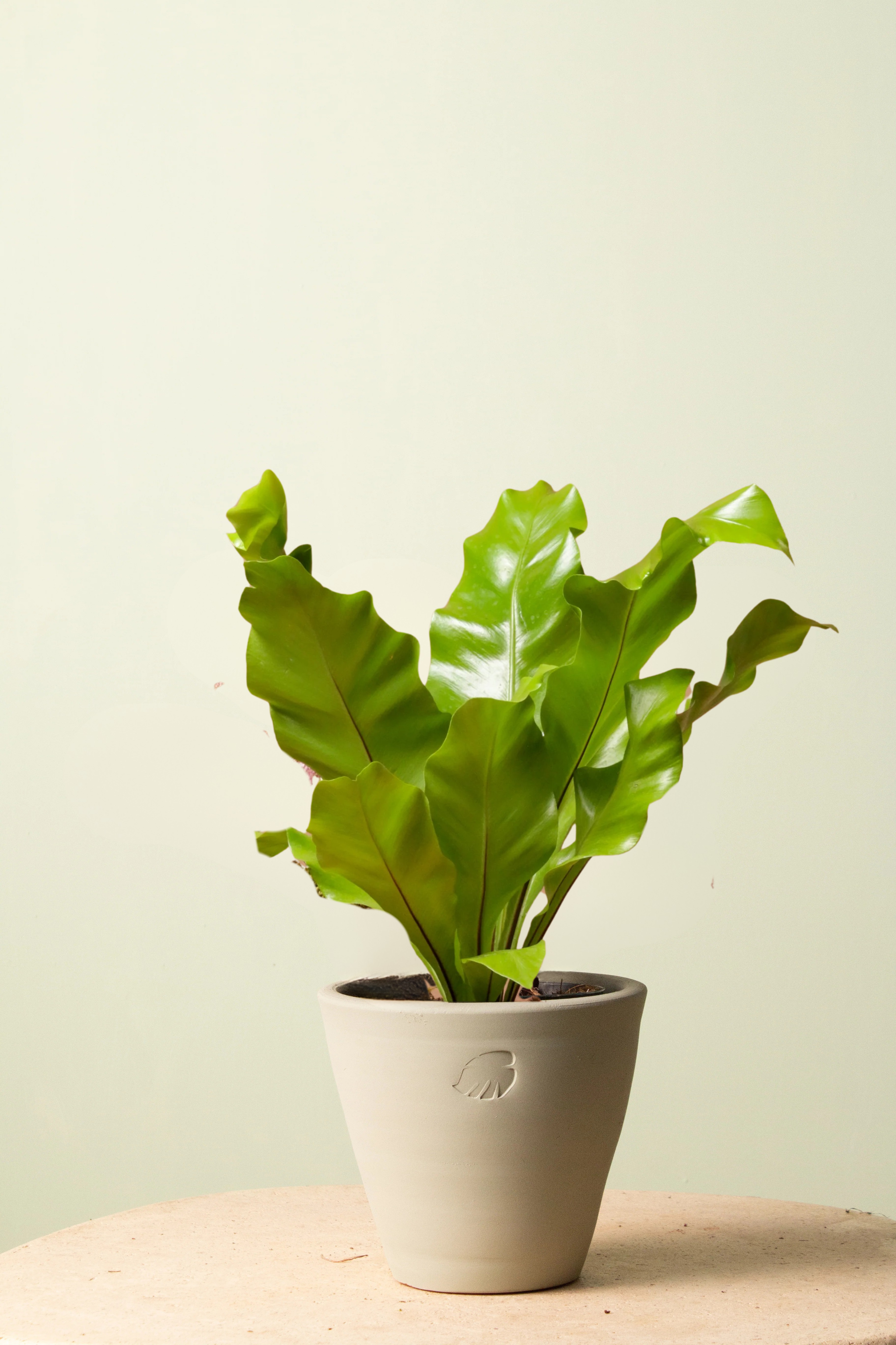 Birdy Mint Çömlek Saksılı