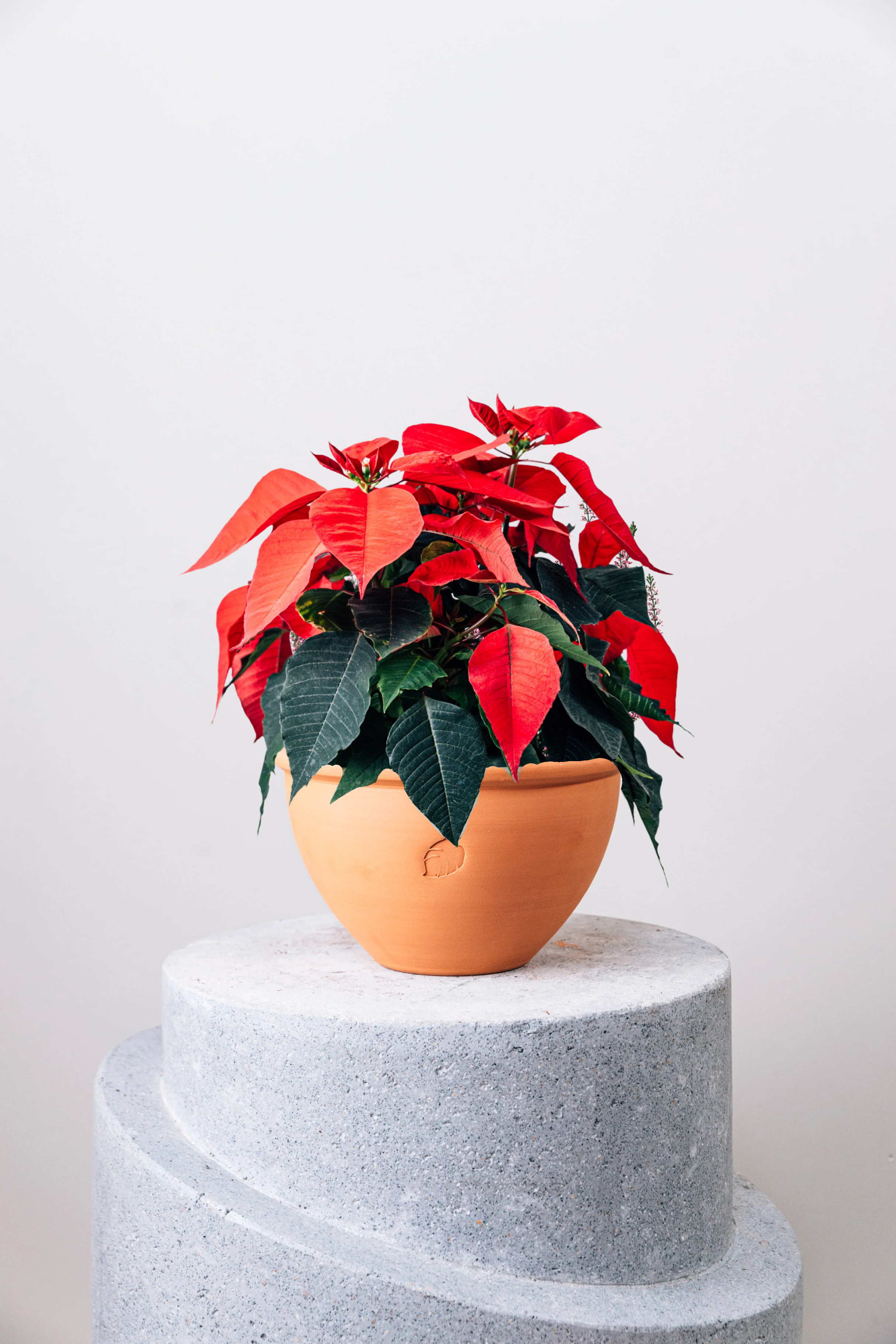 Poinsettia Çanak Saksılı