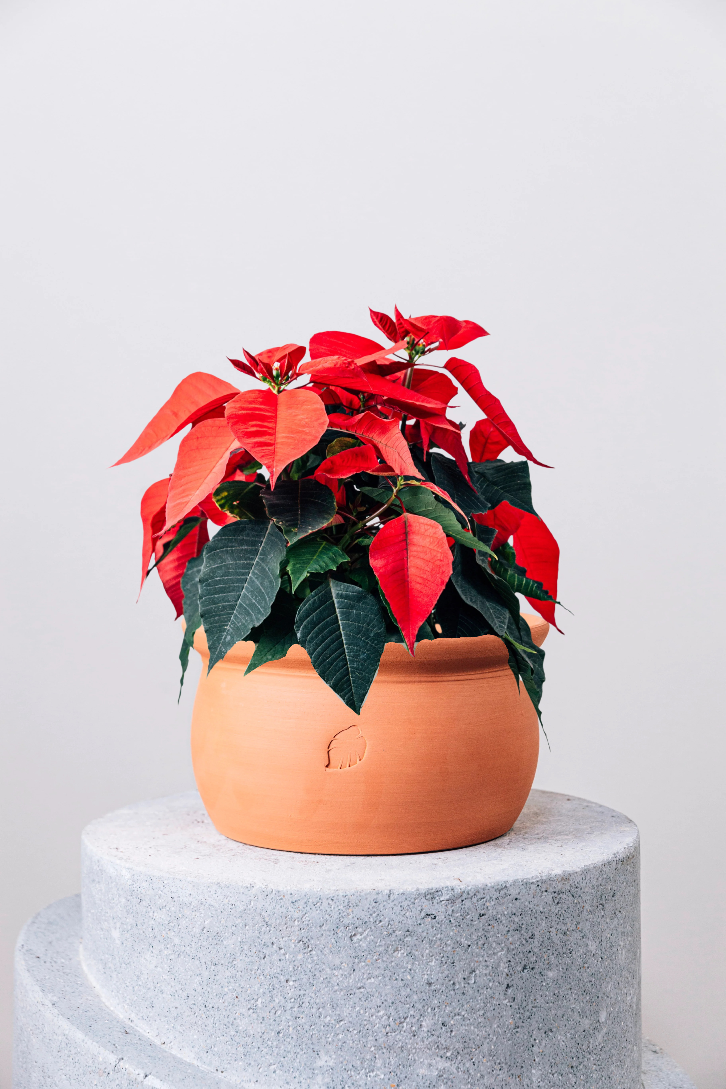 Poinsettia Olla Saksılı
