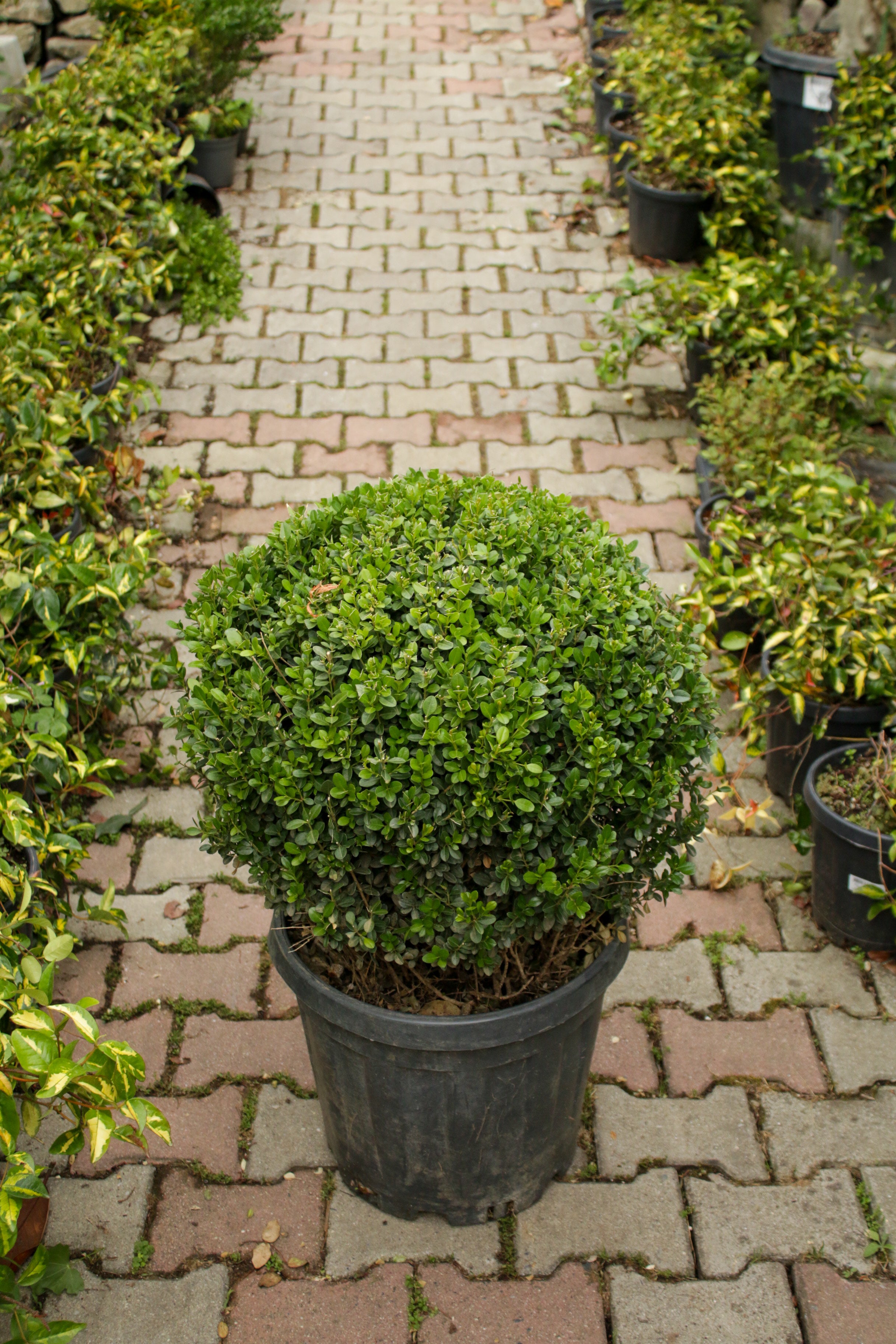 Buxus (Top Şimşir)