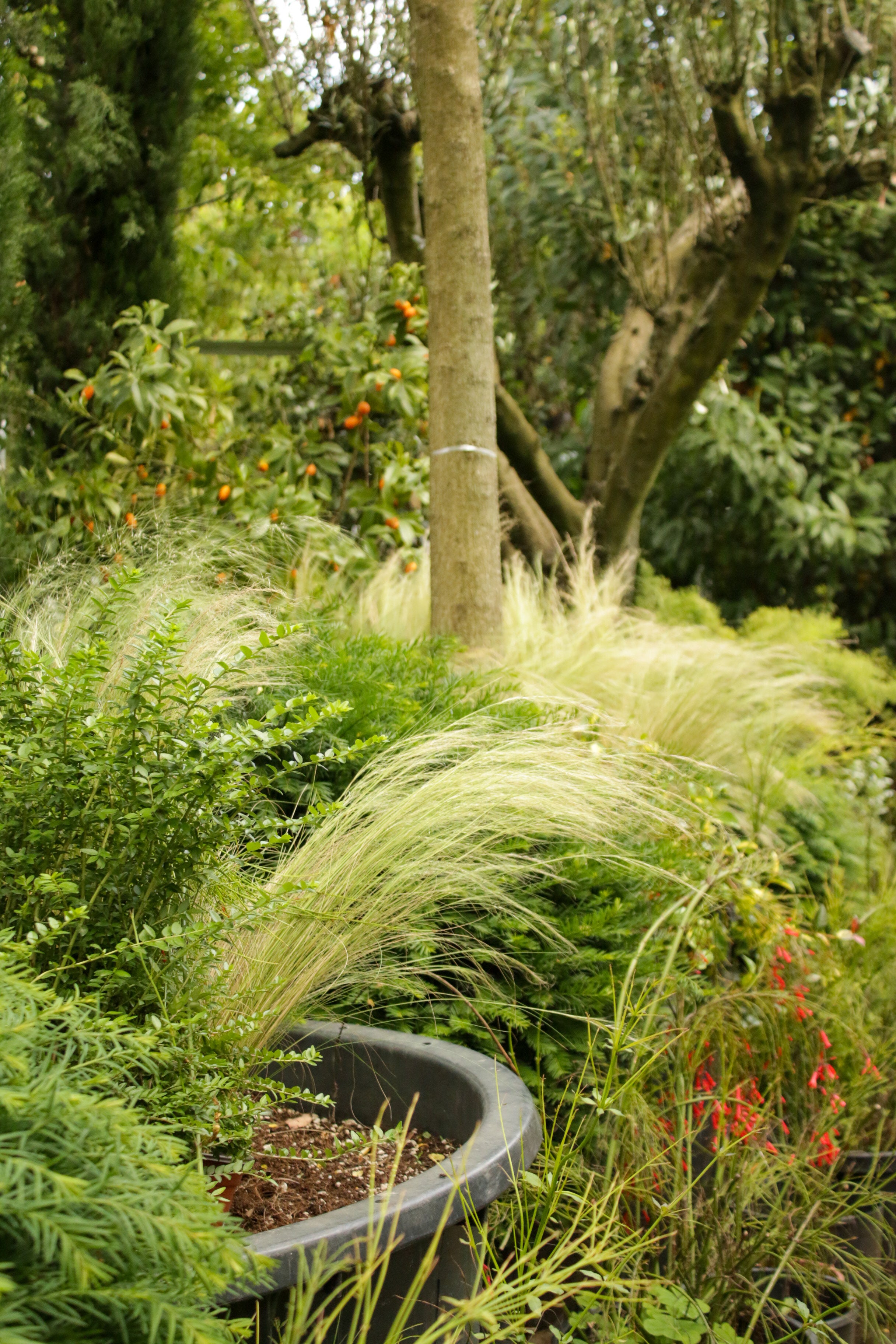 Stipa