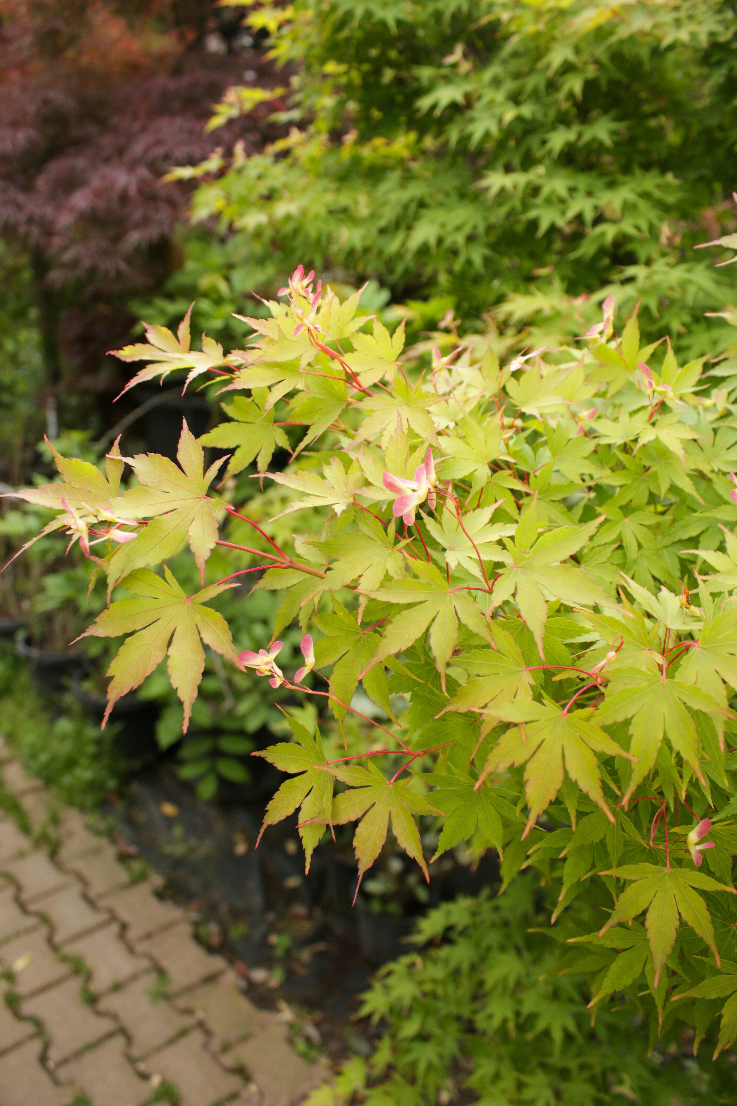 Acer Palmatum (Japon Akçaağacı)