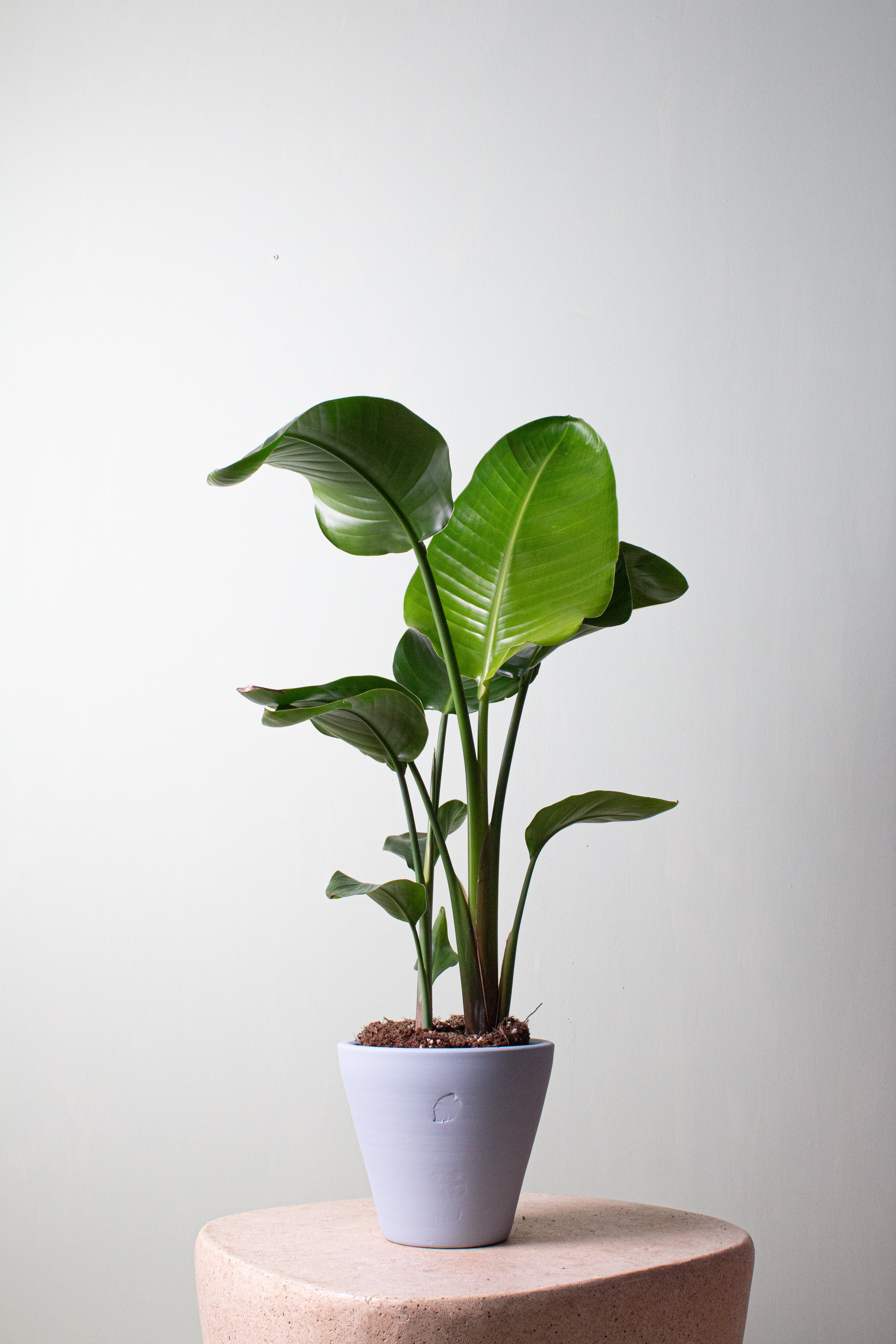 Star 80cm 2 Köklü