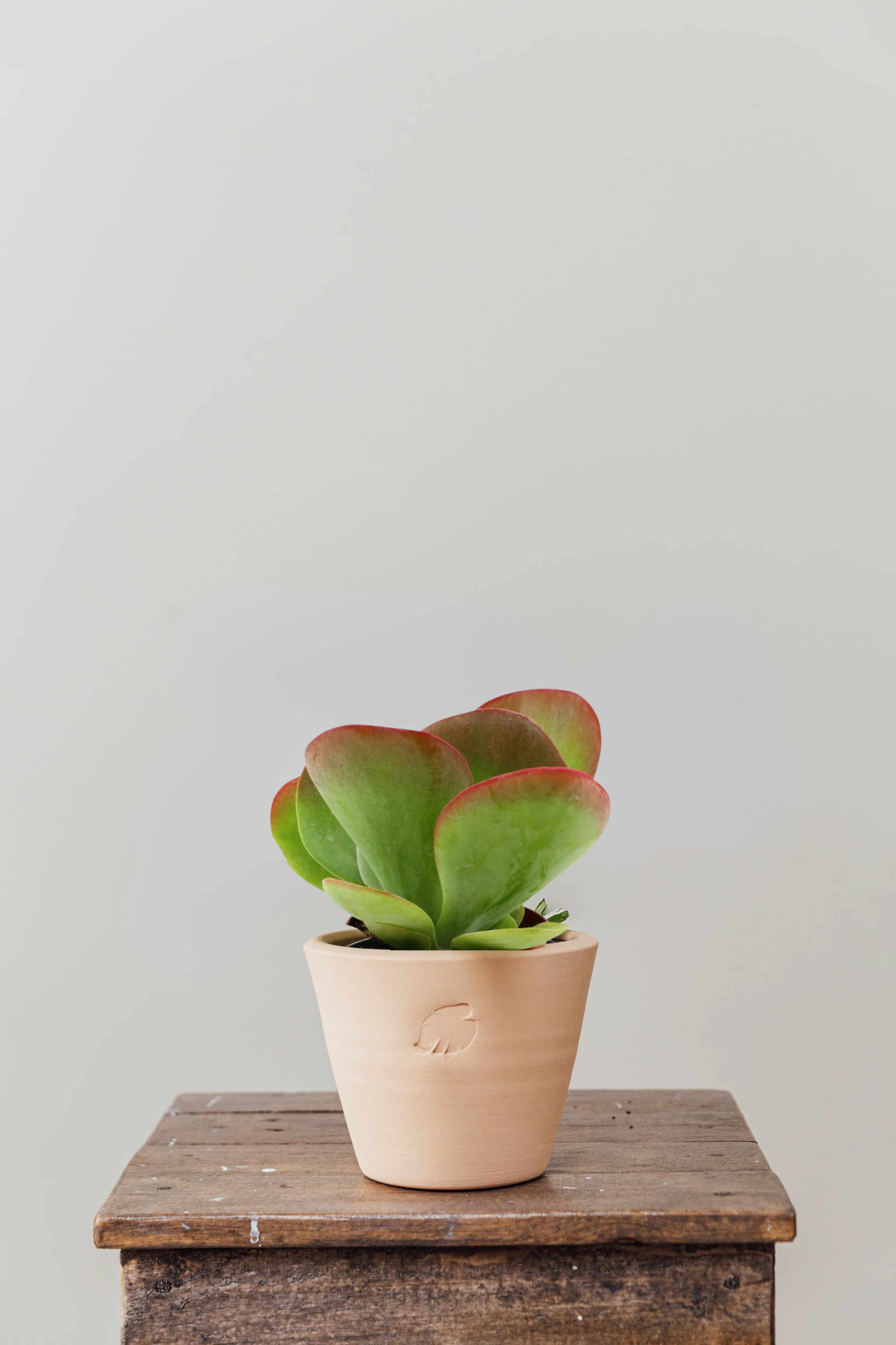 Suki