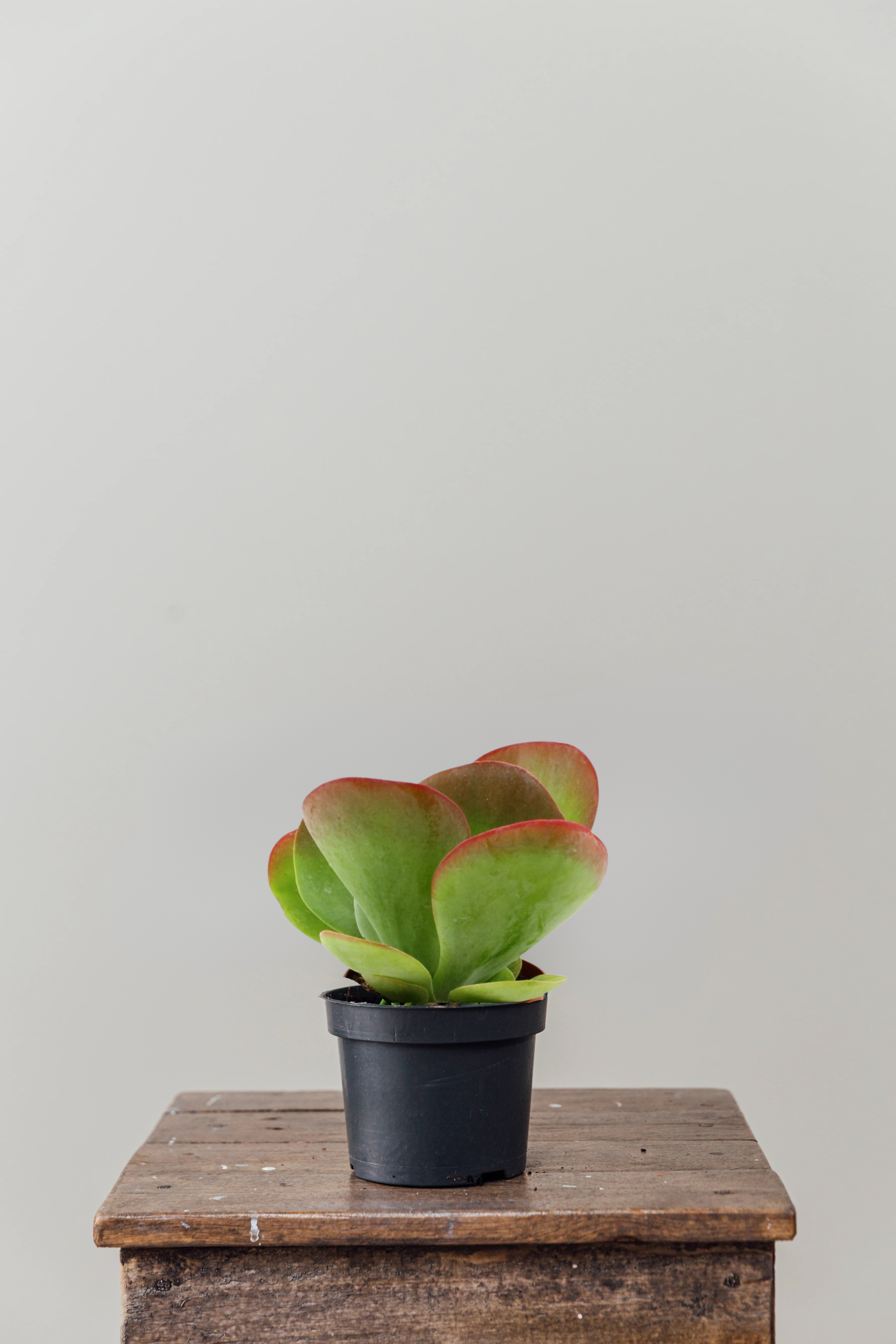 Suki