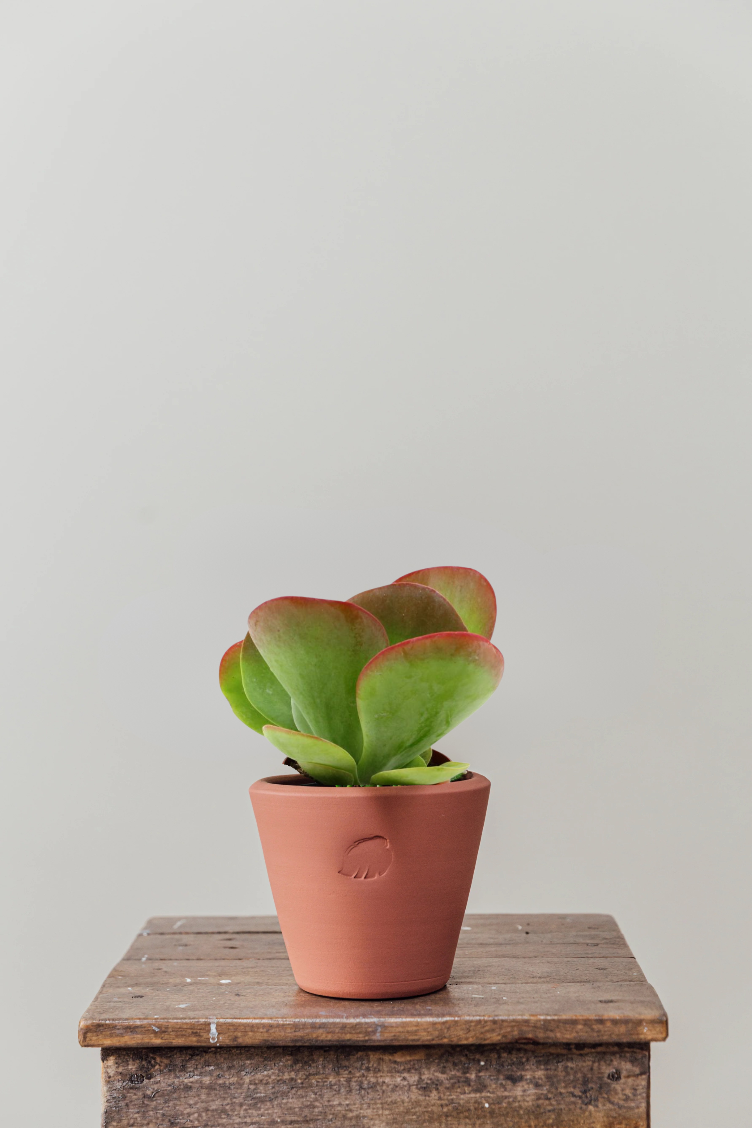 Suki