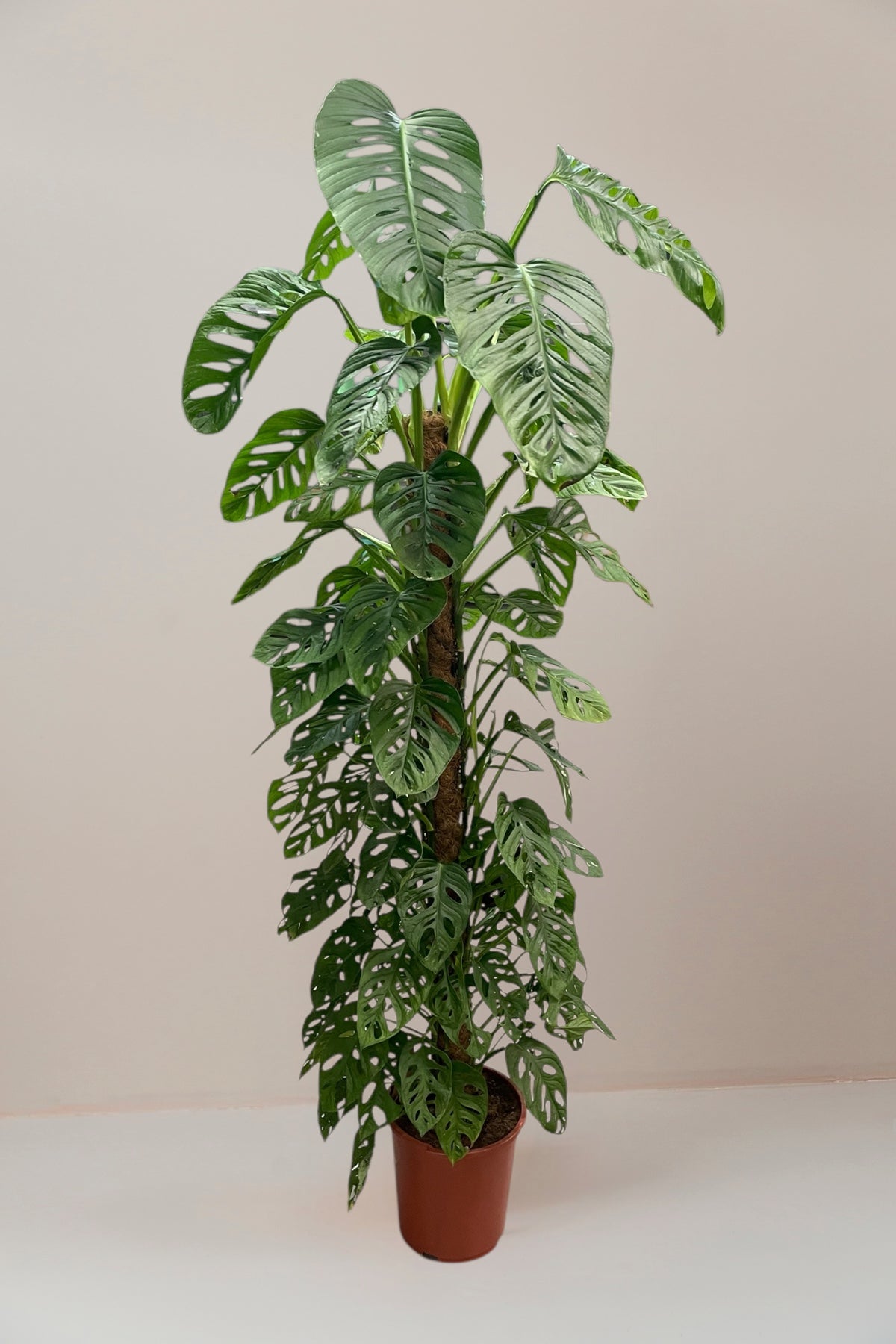 Lily Moss Sticks
