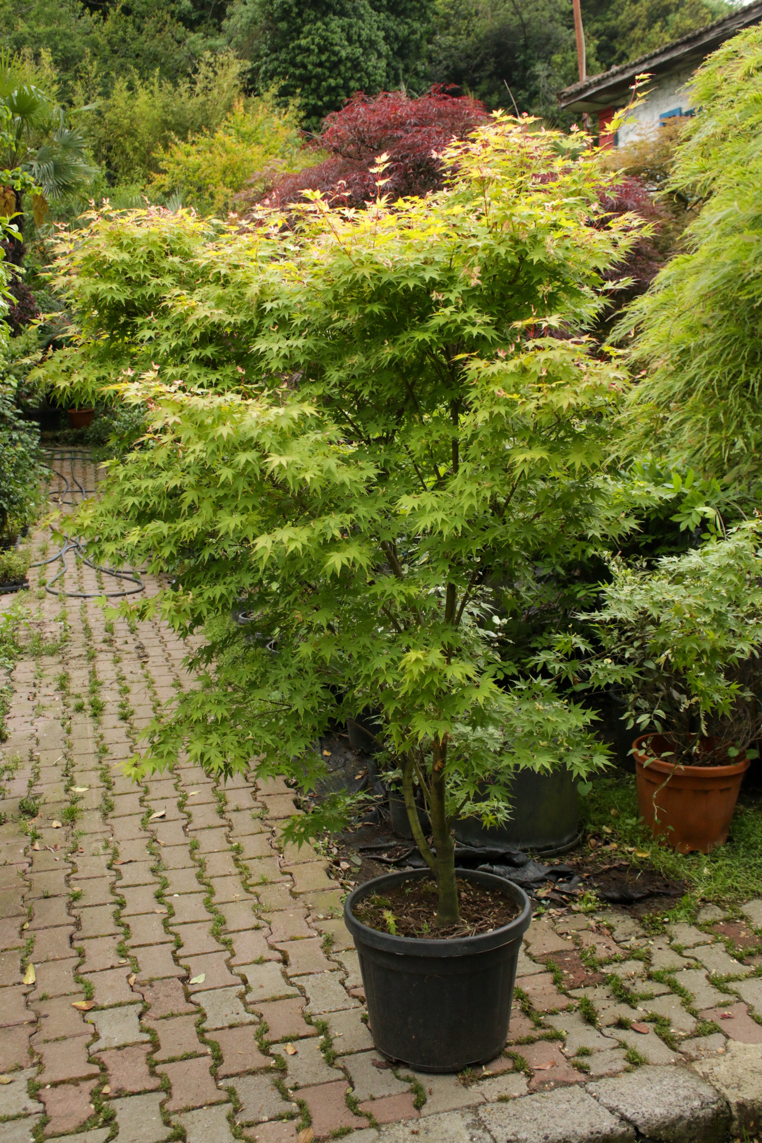 Acer Palmatum (Japon Akçaağacı)