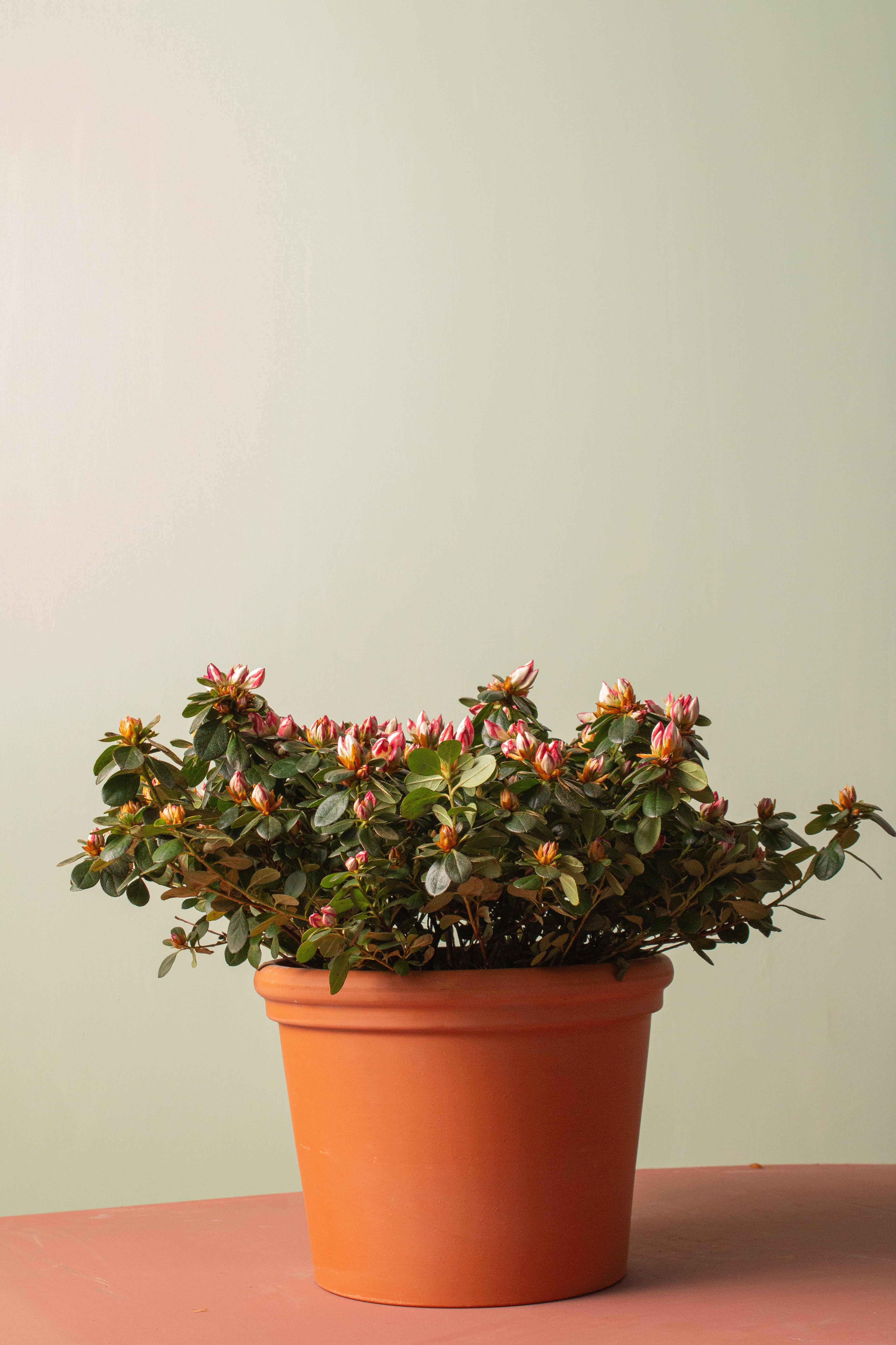 Azalea