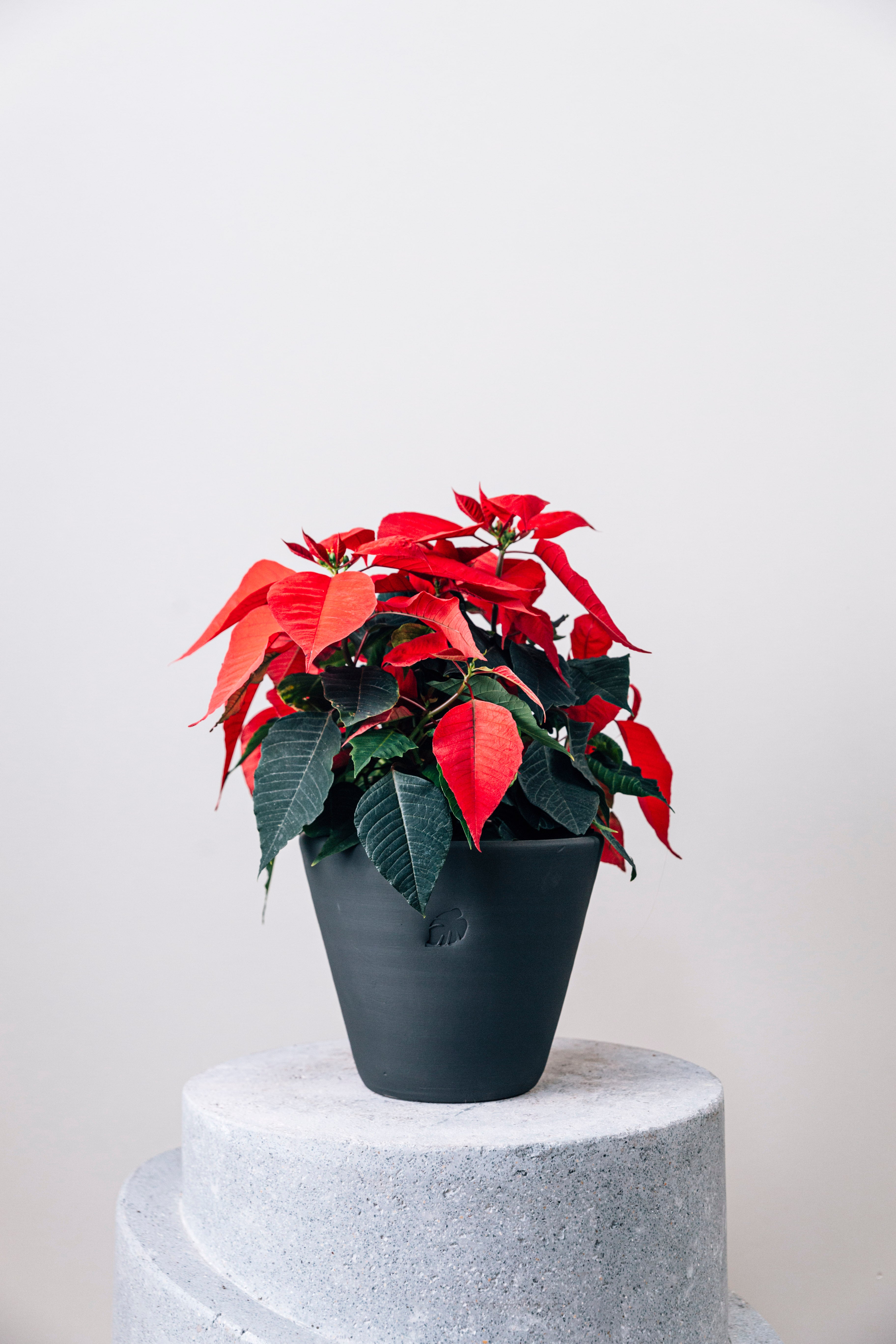 Poinsettia Coal Çömlek Saksılı