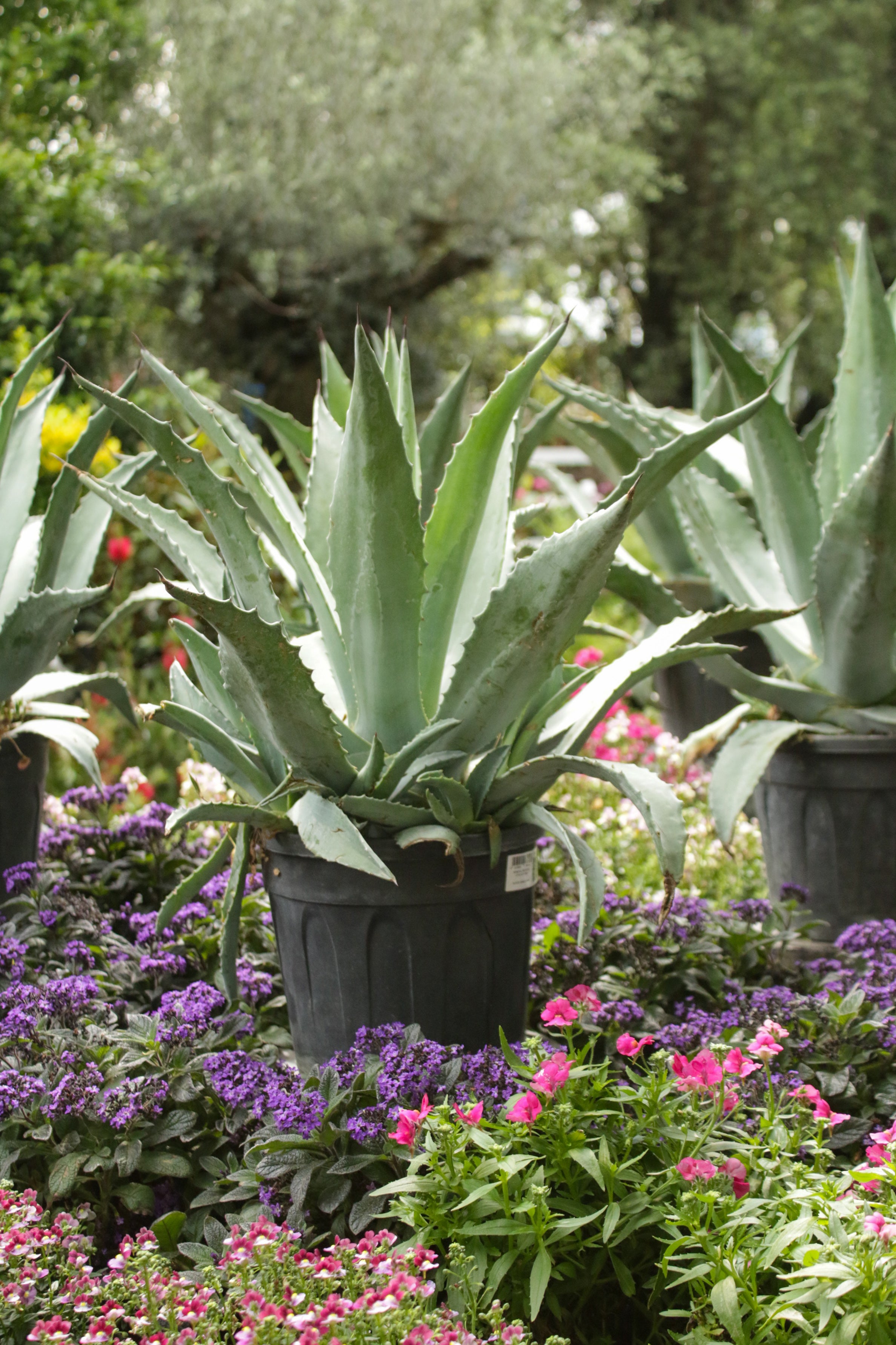 Agave Americana
