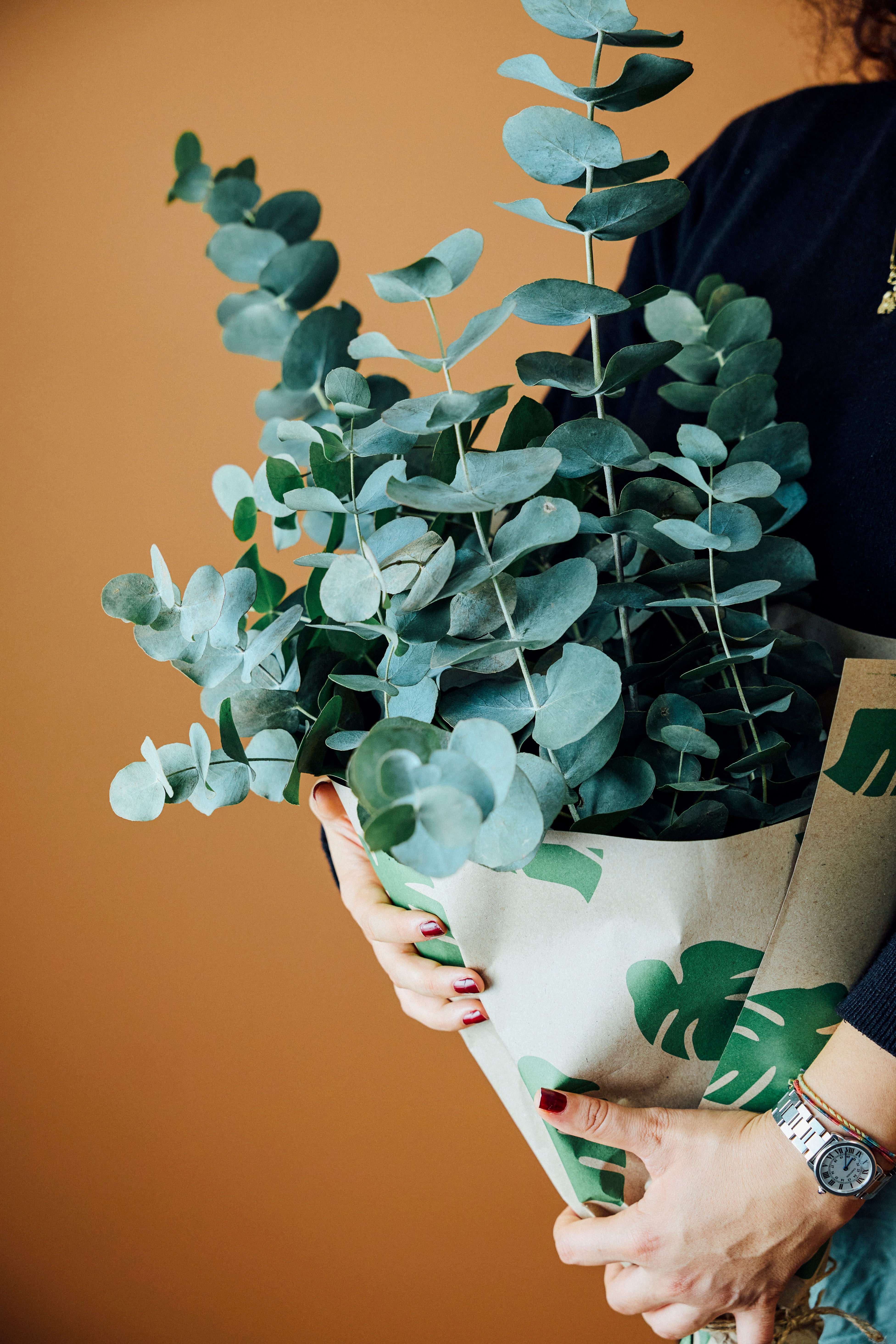 Eucalyptus (Okaliptüs) Demeti