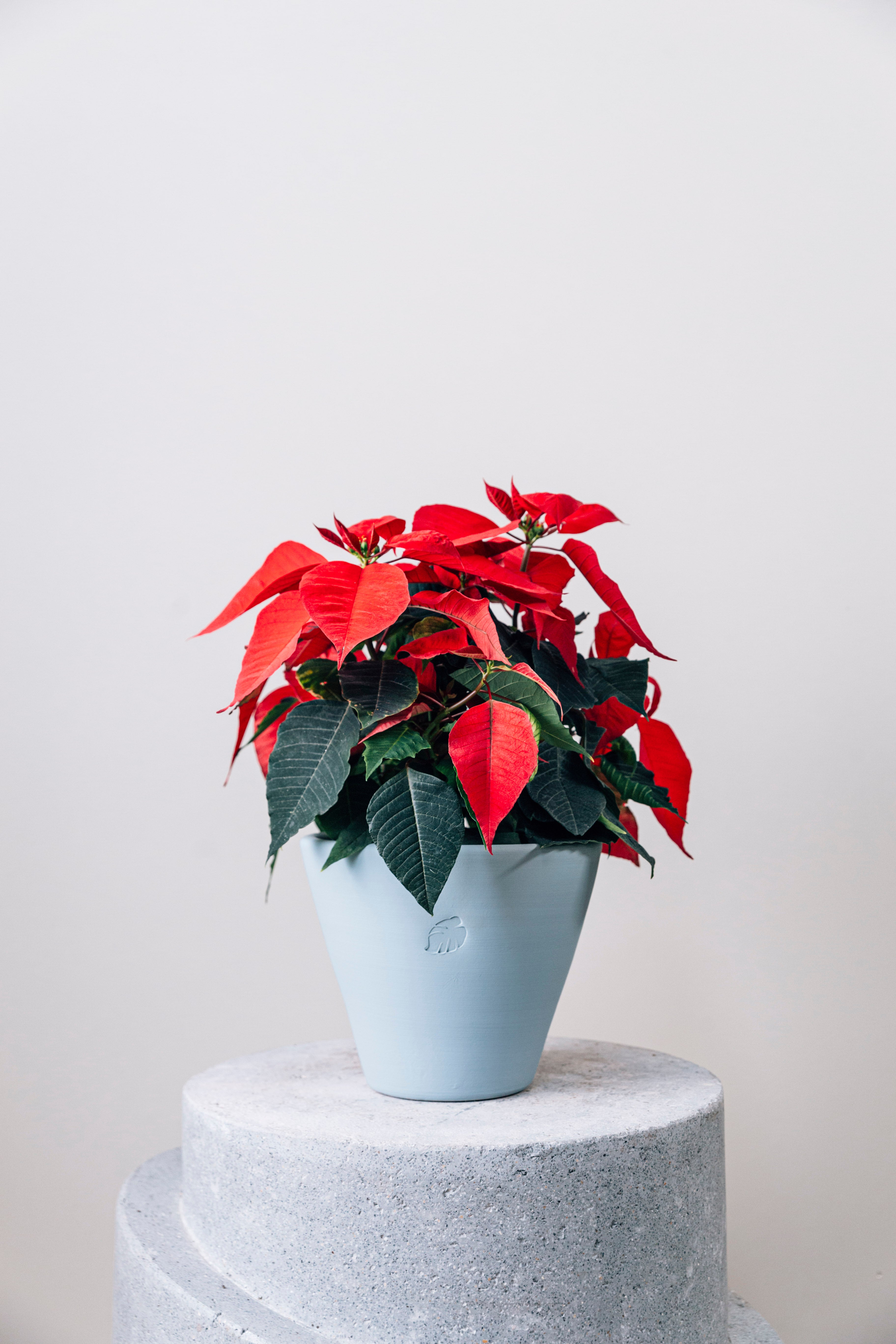 Poinsettia Sky Çömlek Saksılı