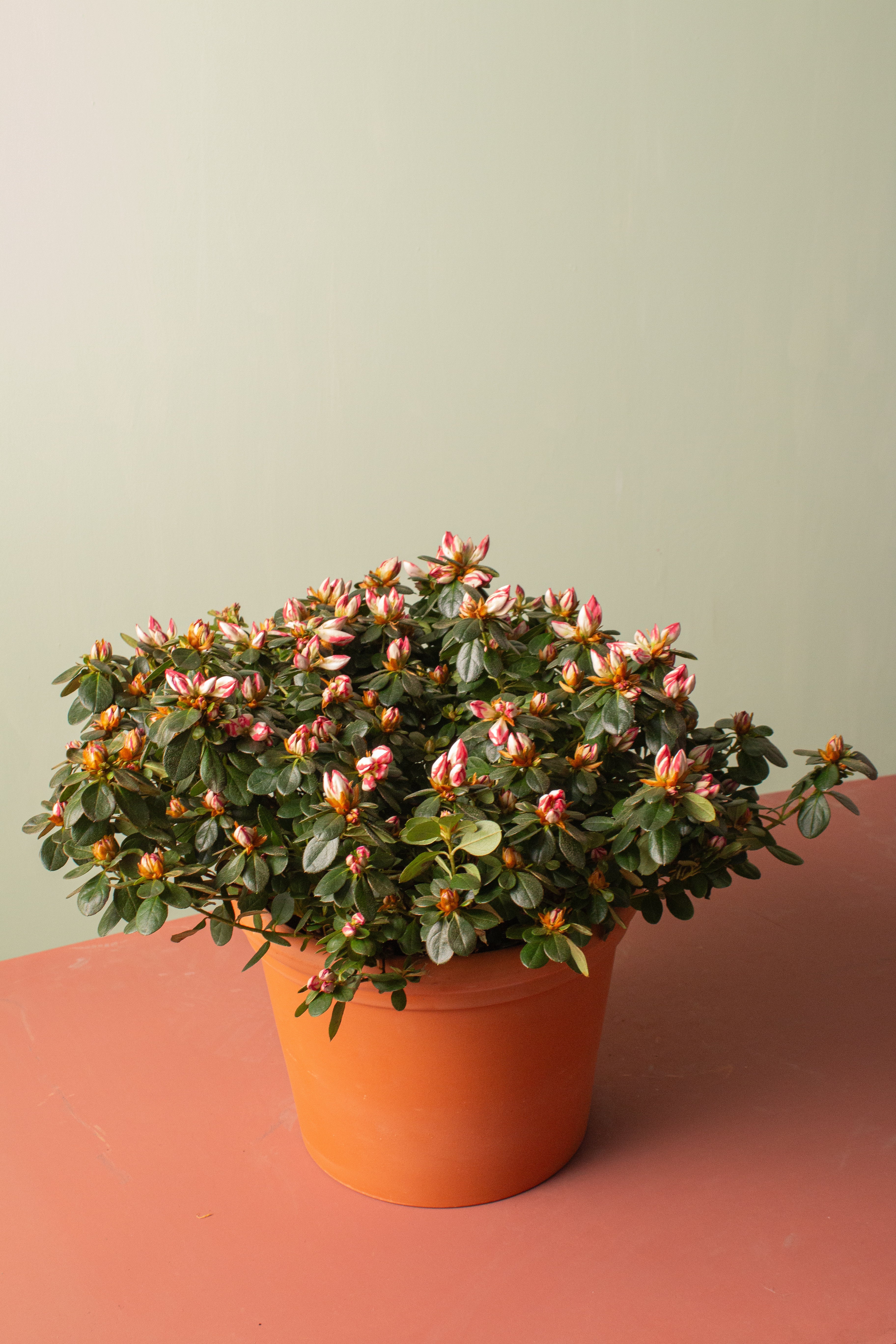 Azalea