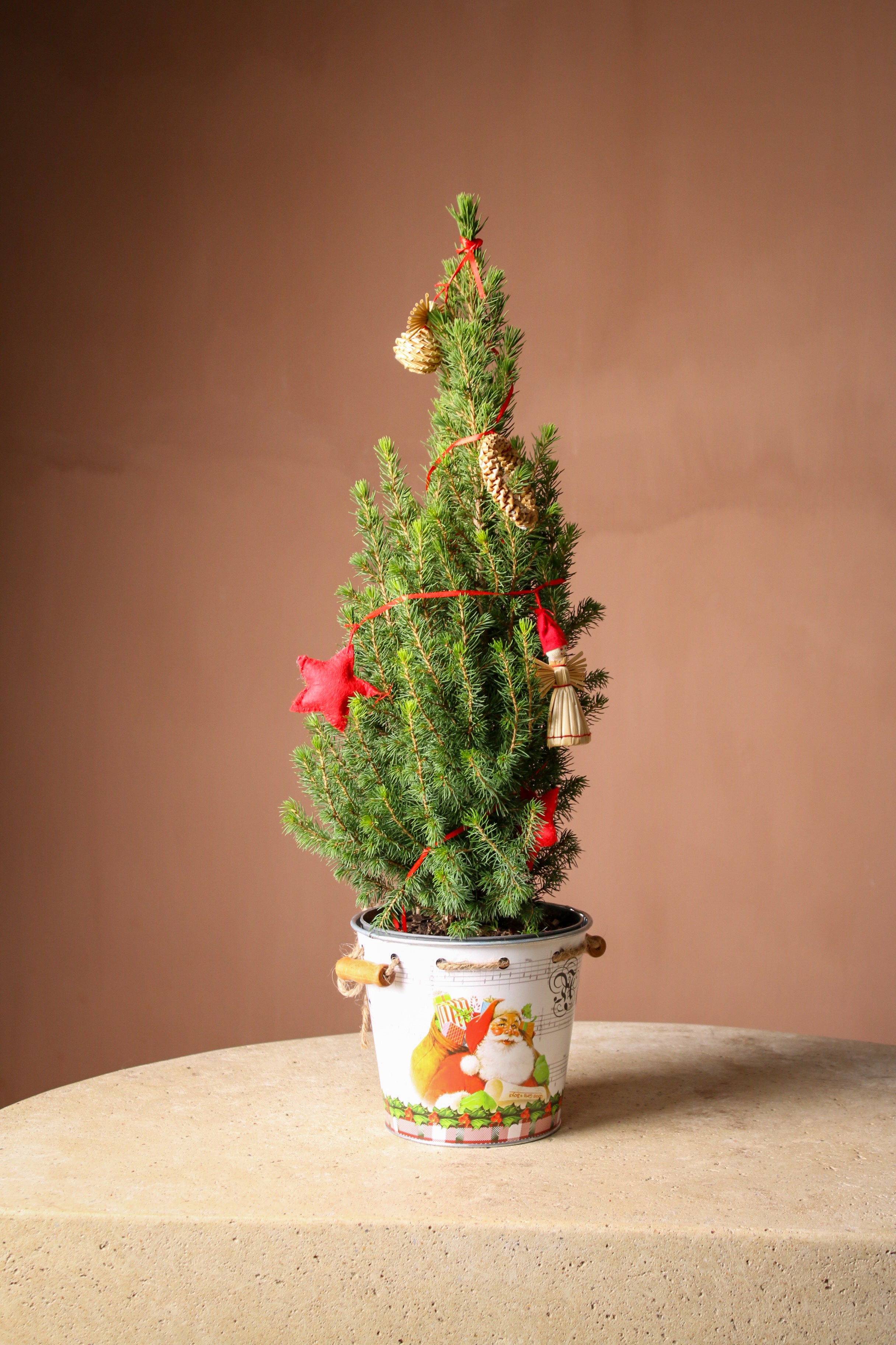 Yılbaşı çamı Süslü (Picea)