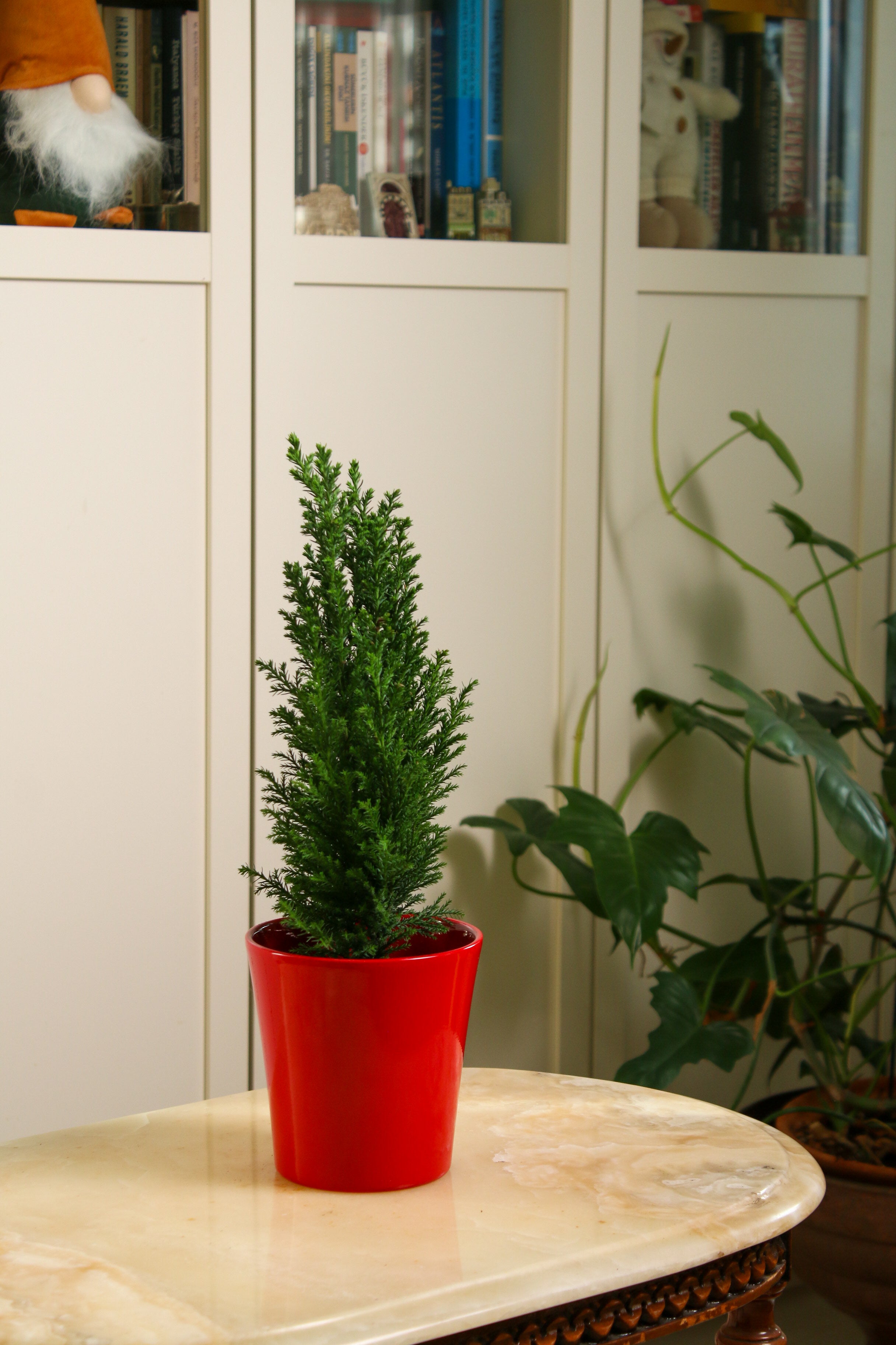 Yılbaşı Çamı (Elwoodii)