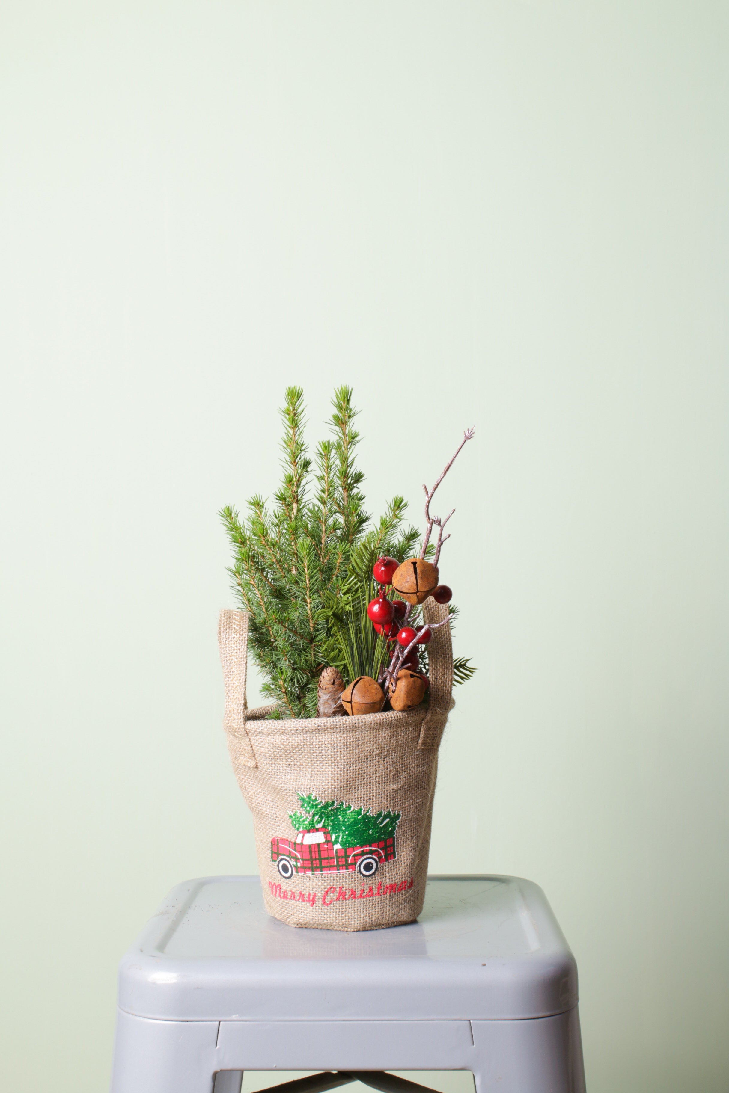 Christmas Pine (Picea)