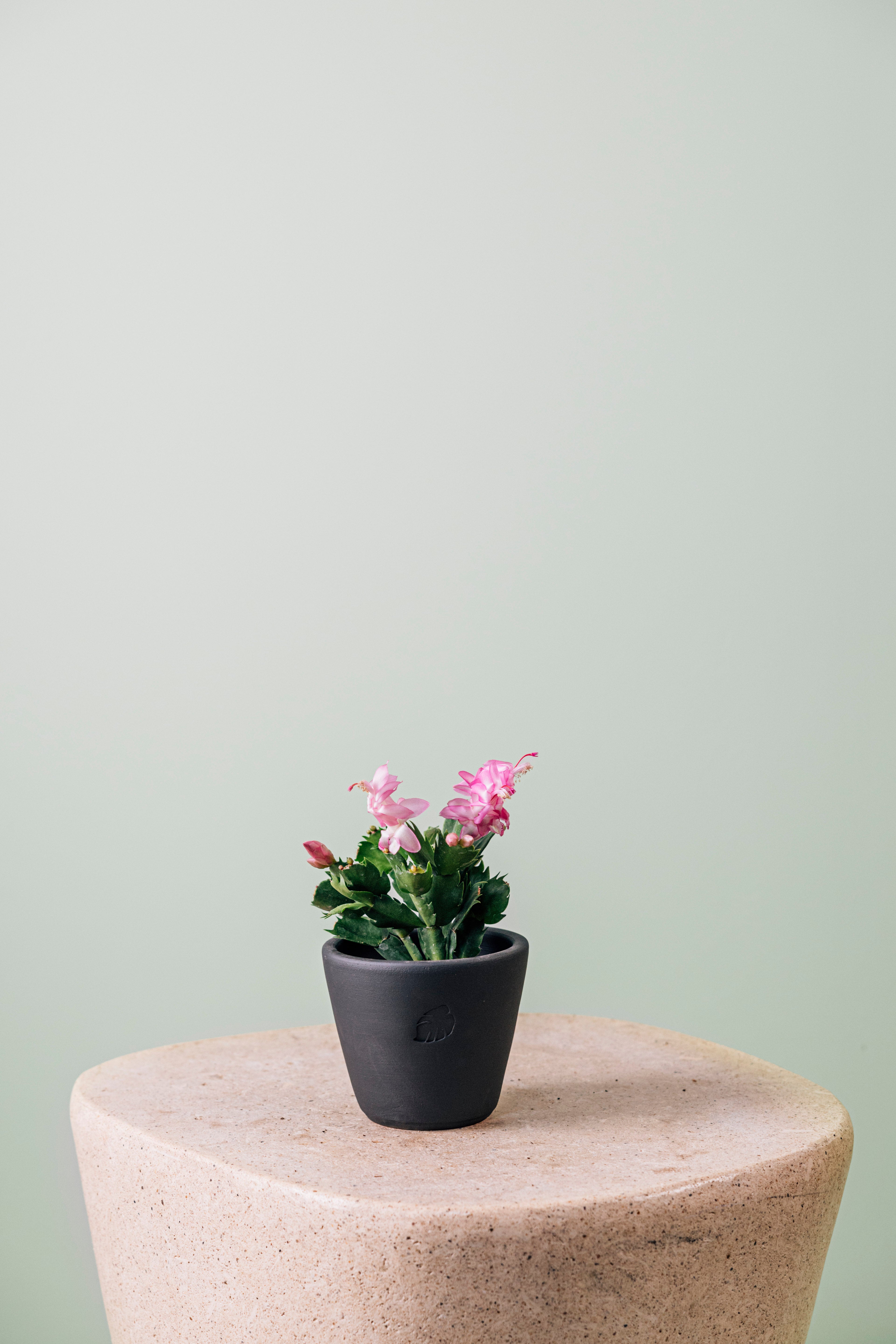 Yılbaşı Kaktüsü