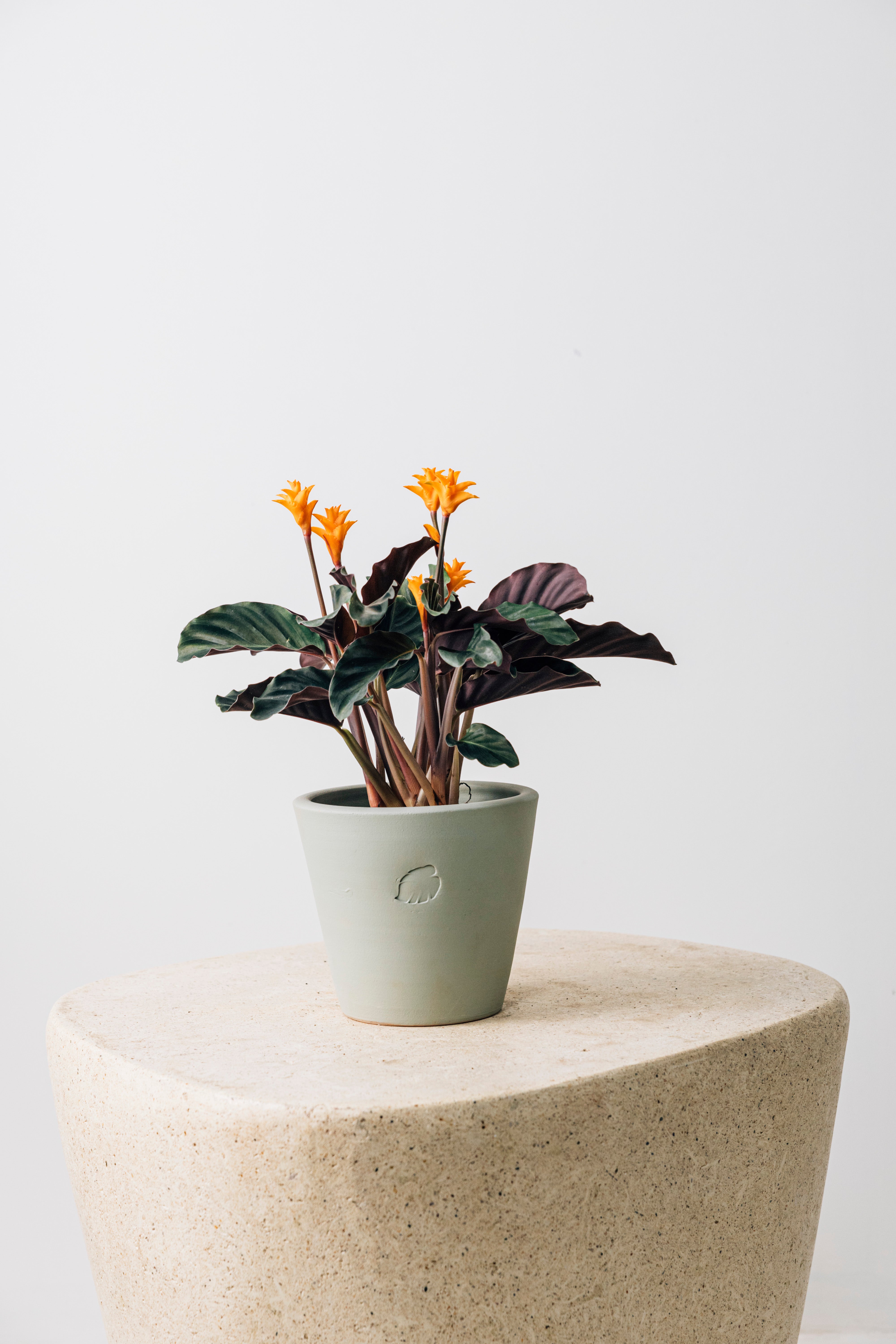 Flame Mint Çömlek Saksılı