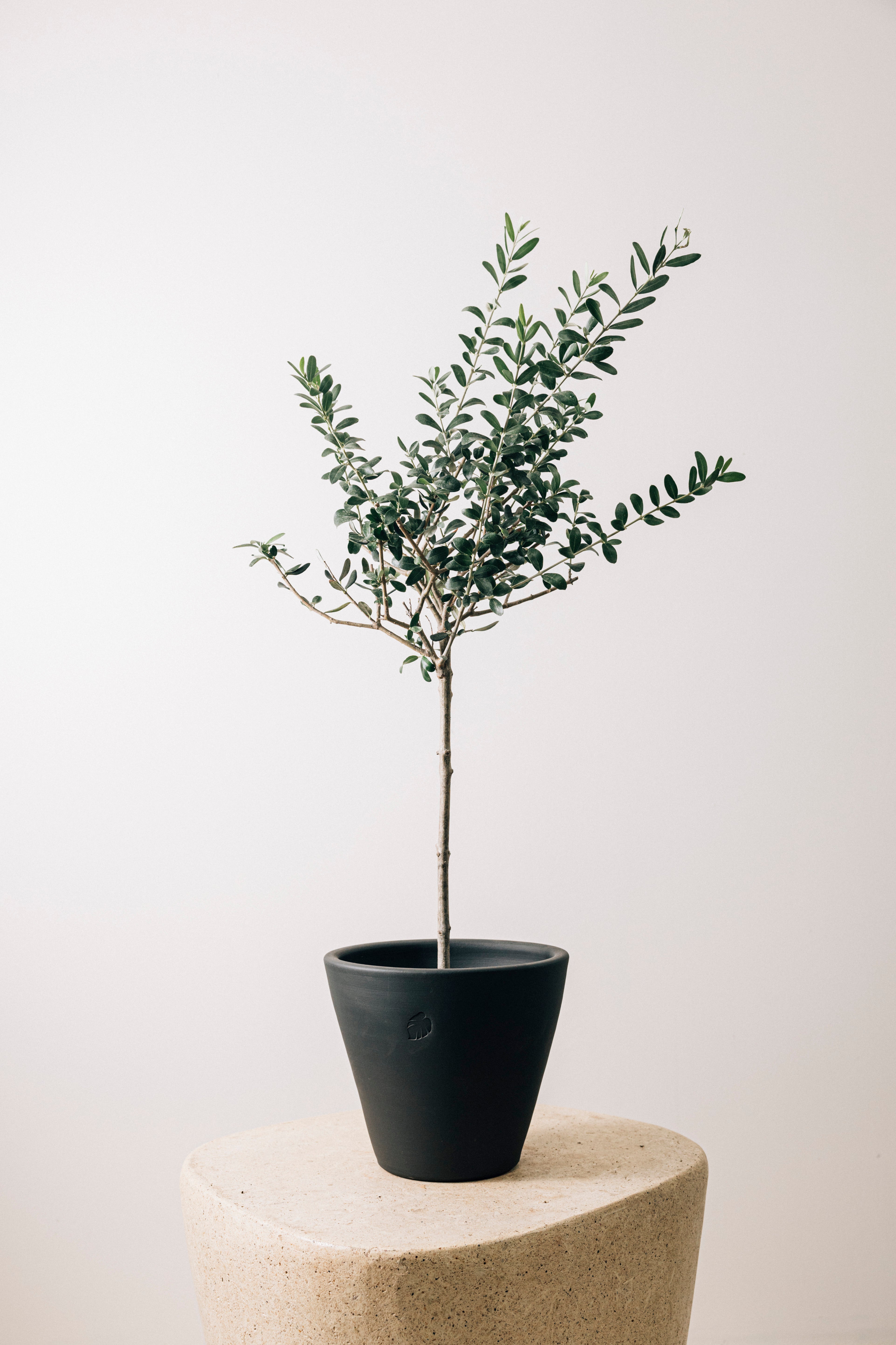 Olive L Coal Çömlek Saksılı