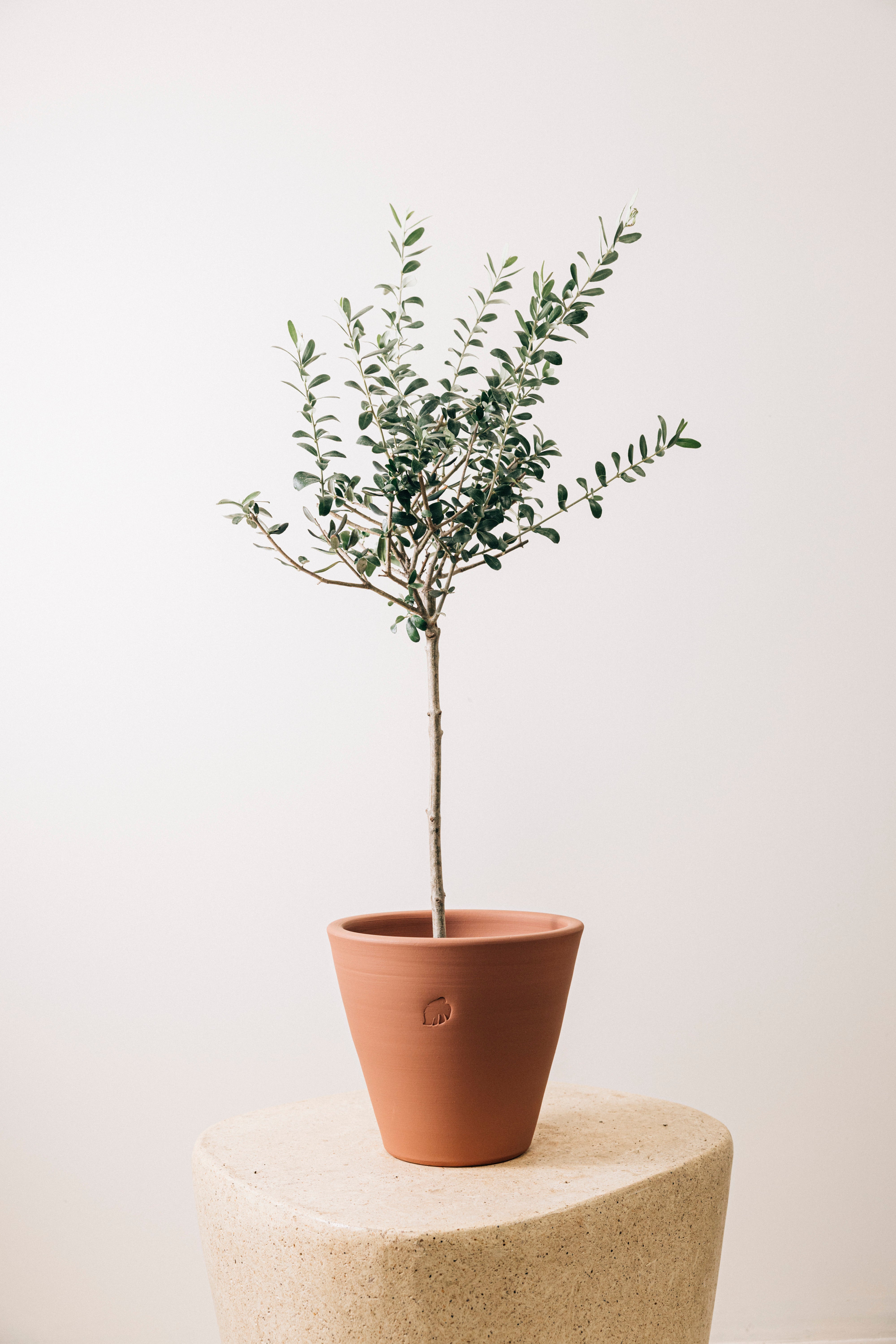 Olive L Sunset Çömlek Saksılı