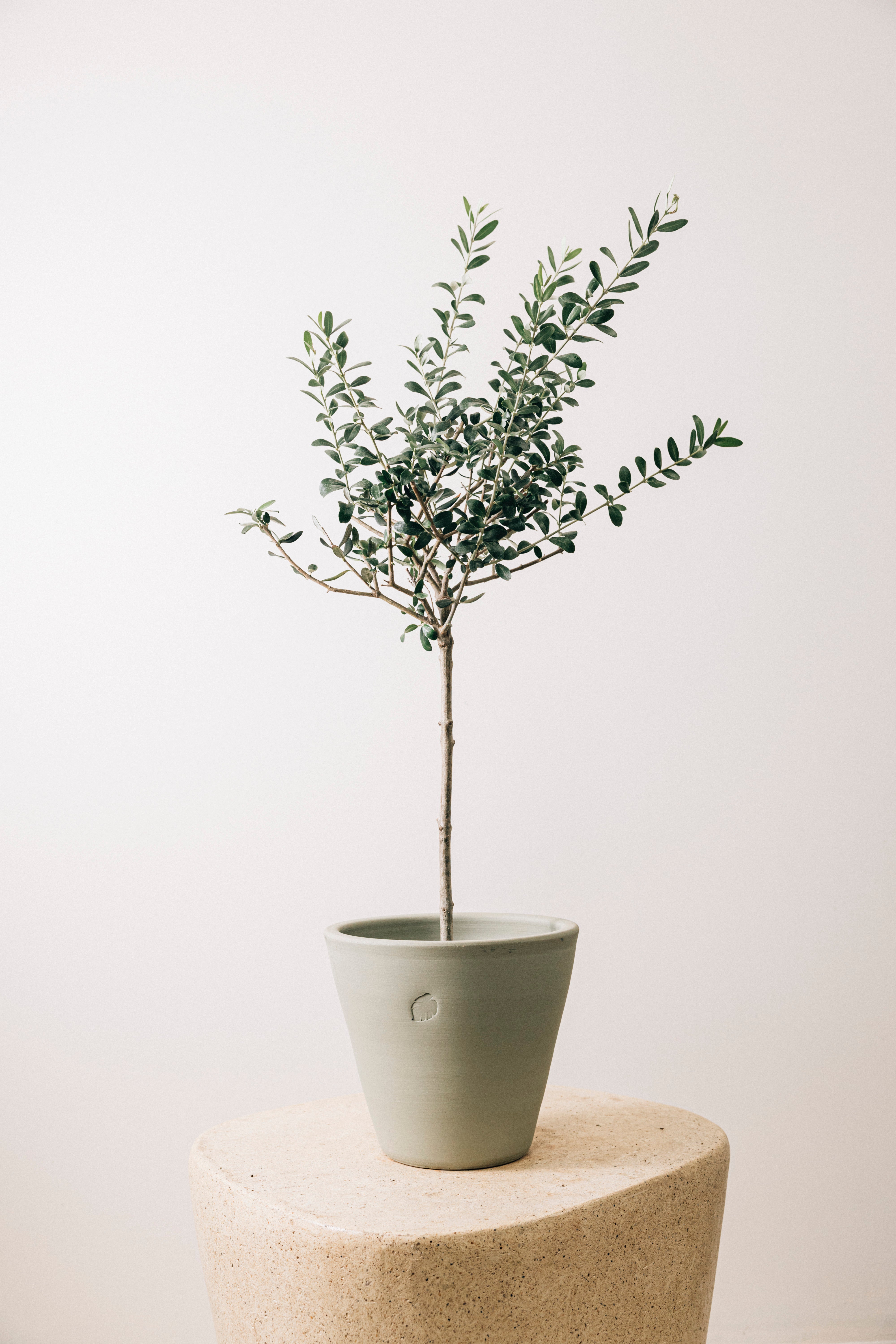 Olive L Mint Çömlek Saksılı