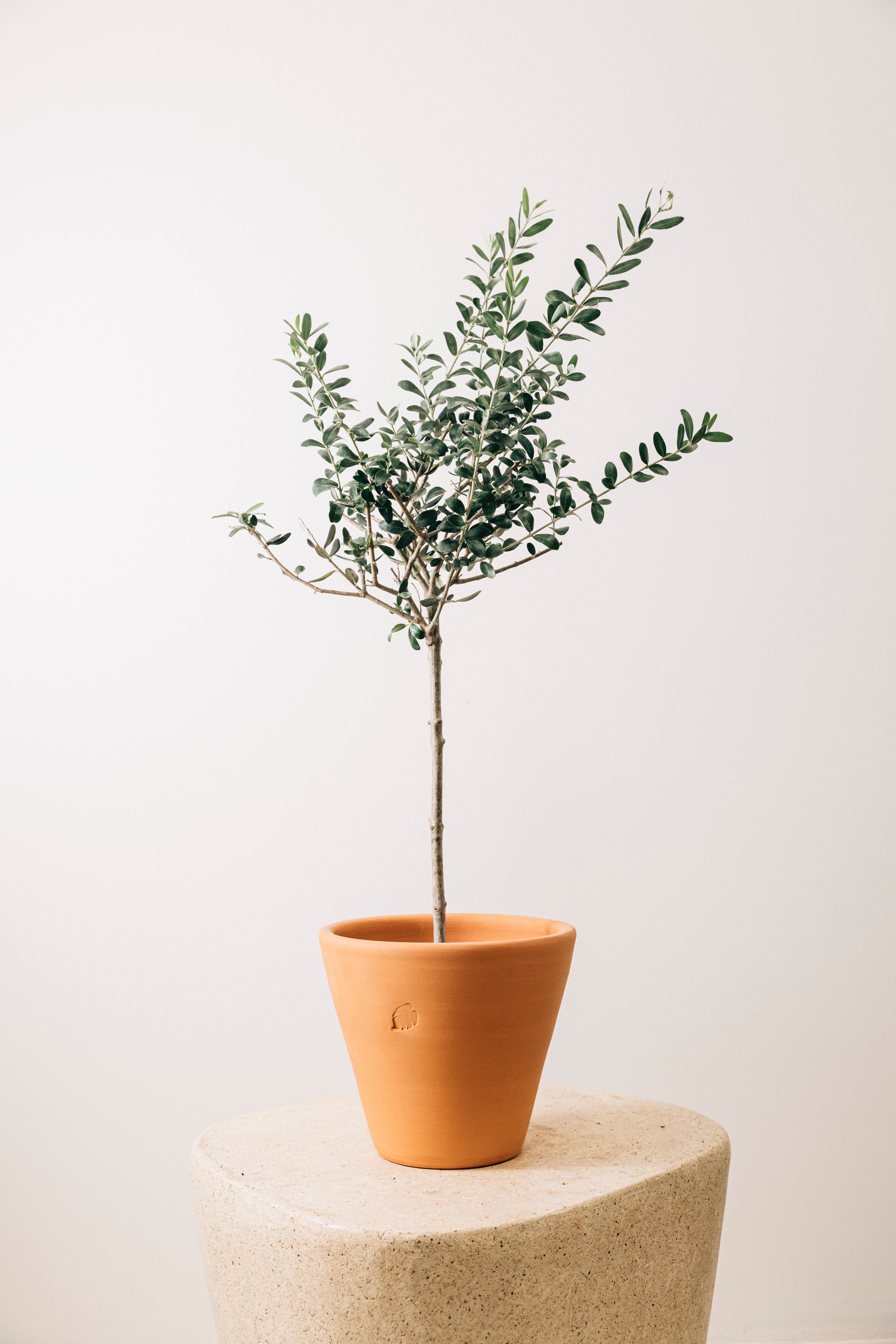 Olive L Clay Çömlek Saksılı