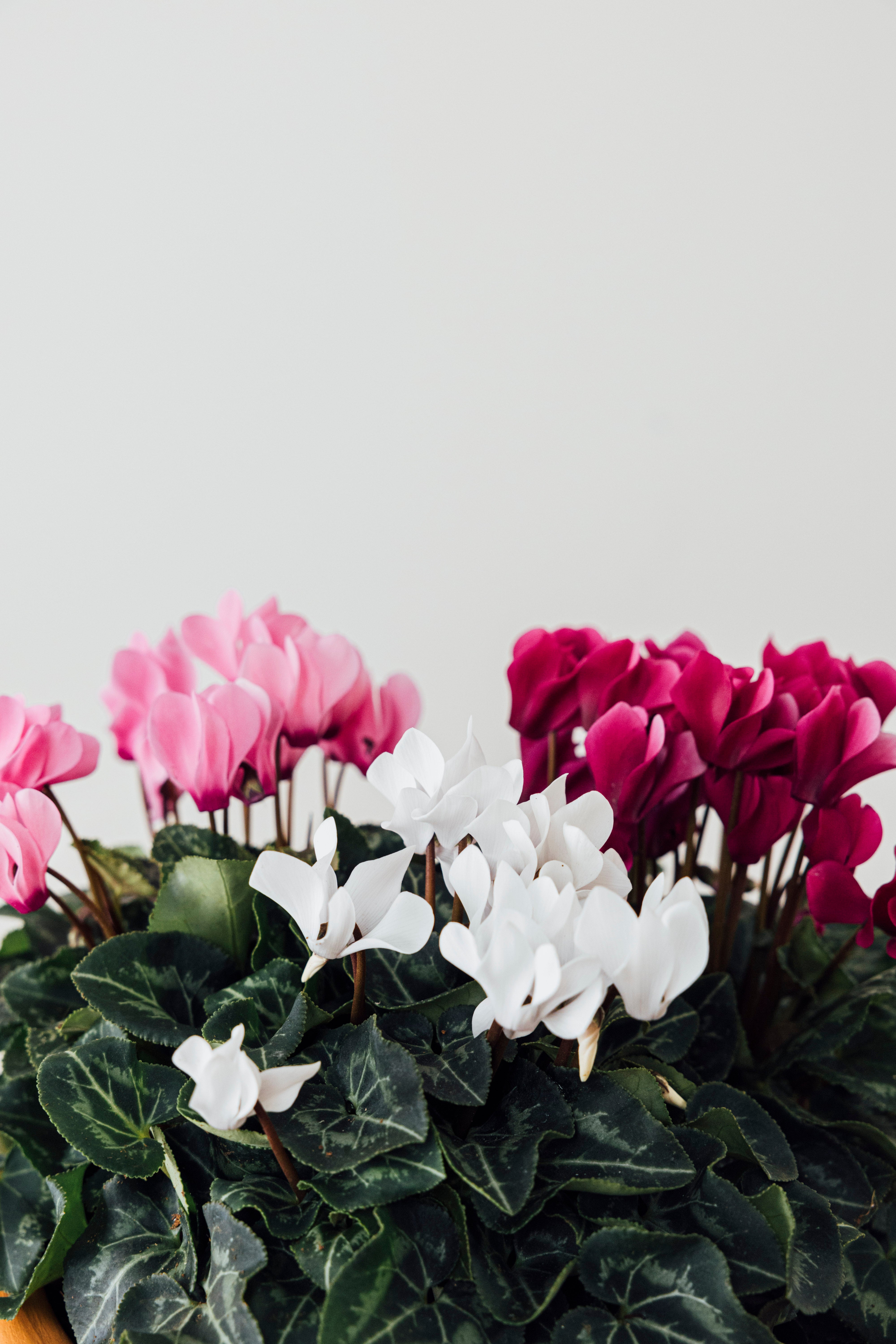 Cup of Cyclamen