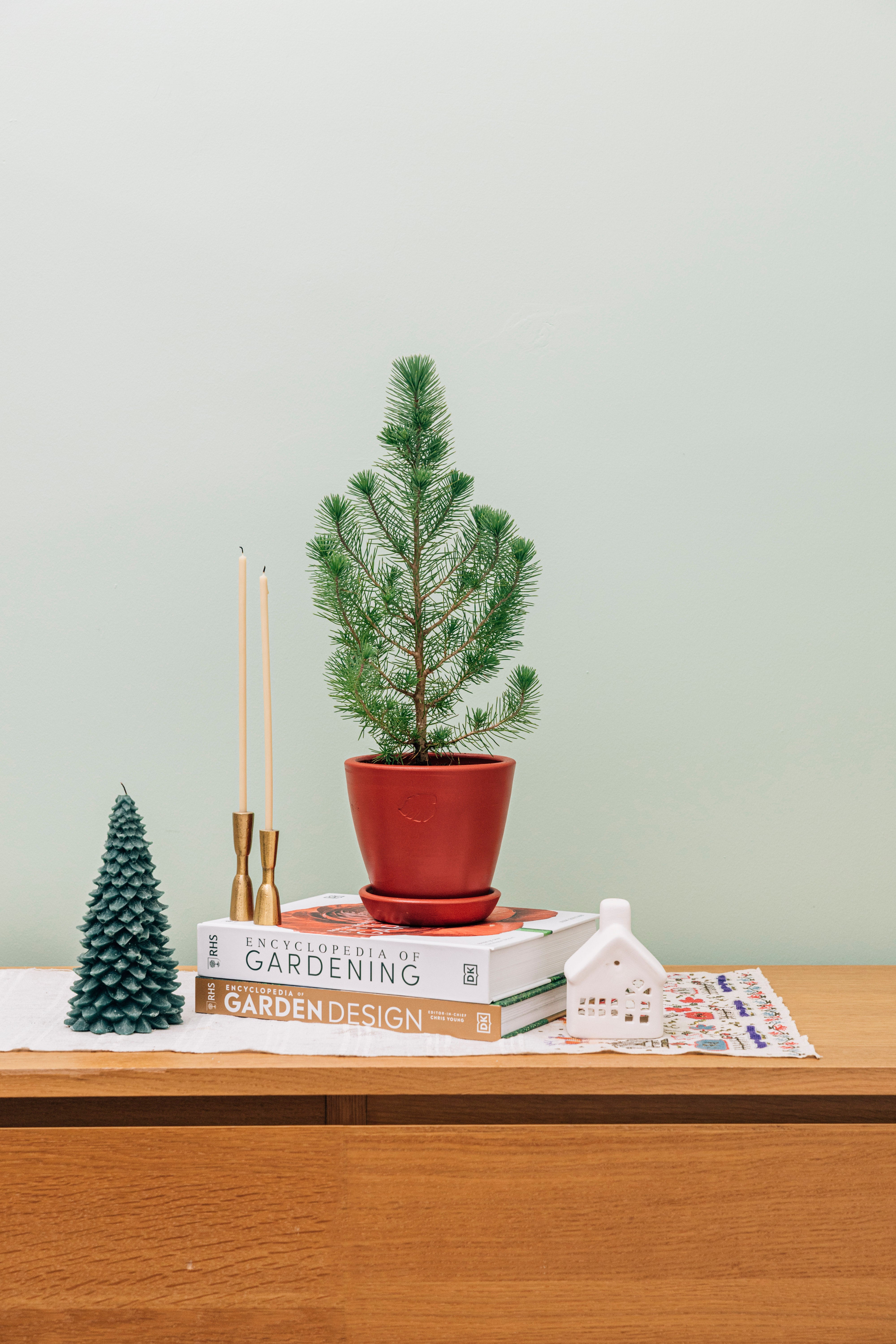 Yılbaşı Çamı (Pinus)