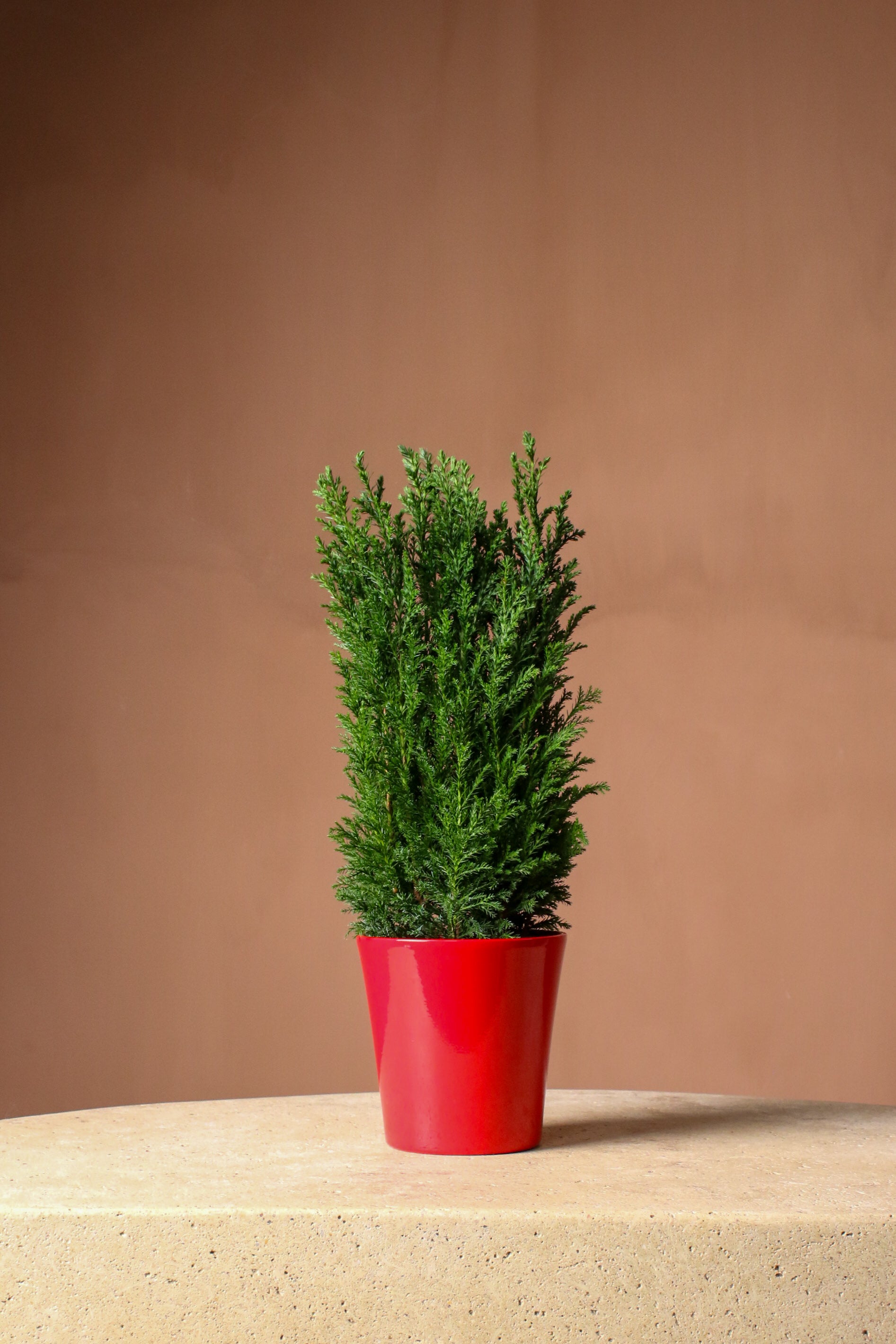 Yılbaşı Çamı (Elwoodi) 40cm