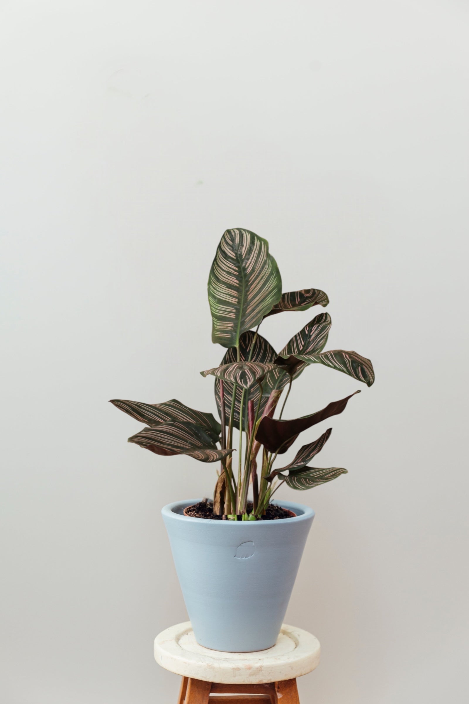 Ornata