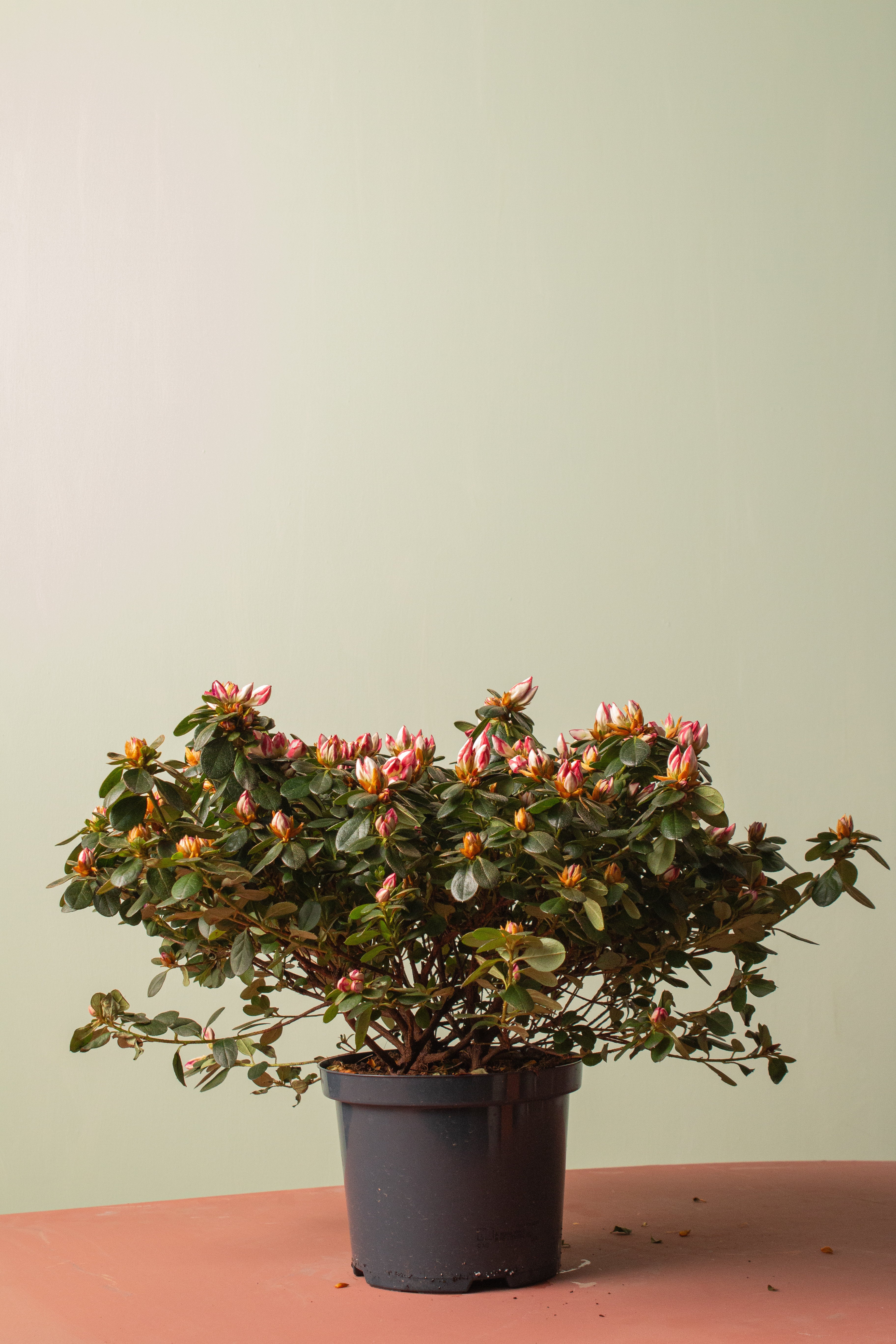 Açelya (Beyaz Pembe Alacalı)