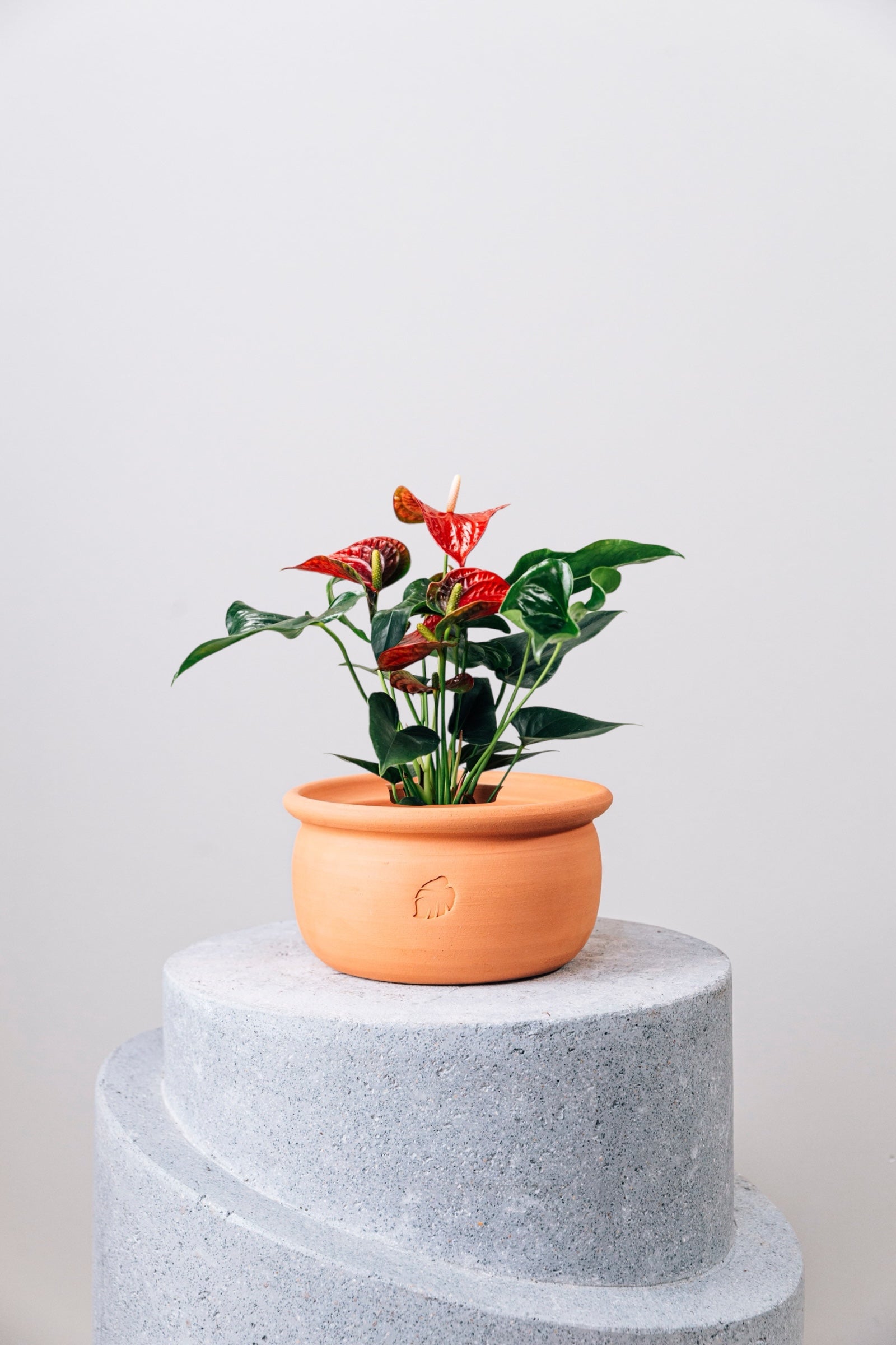 Flamingo Olla Saksılı