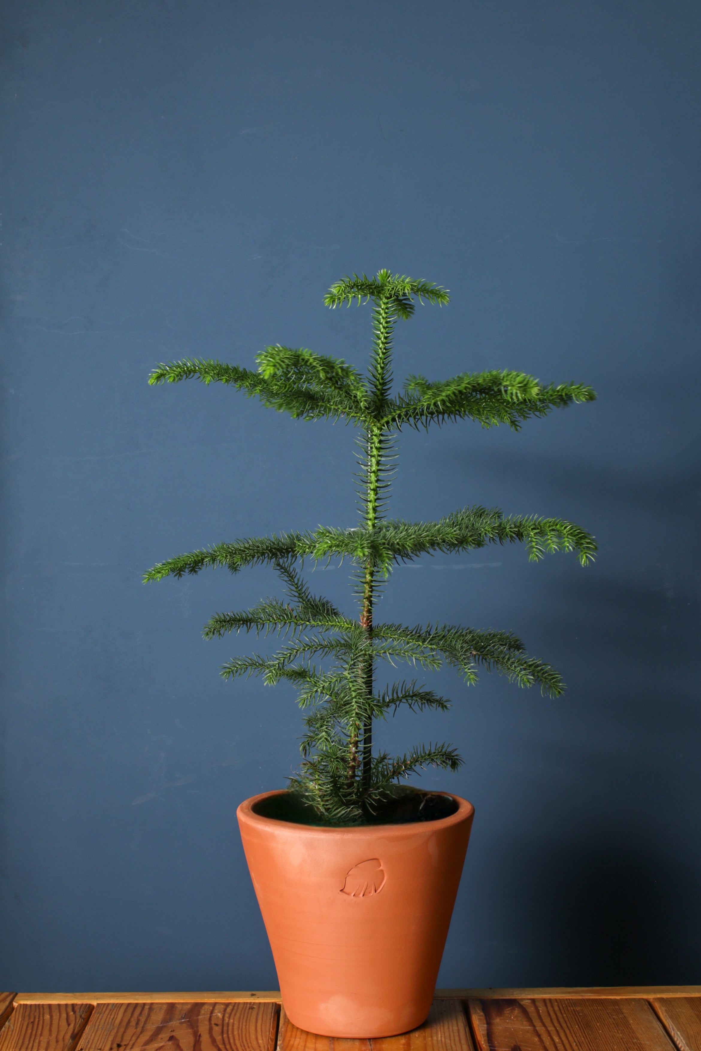 Araucaria Clay Çömlek Saksılı