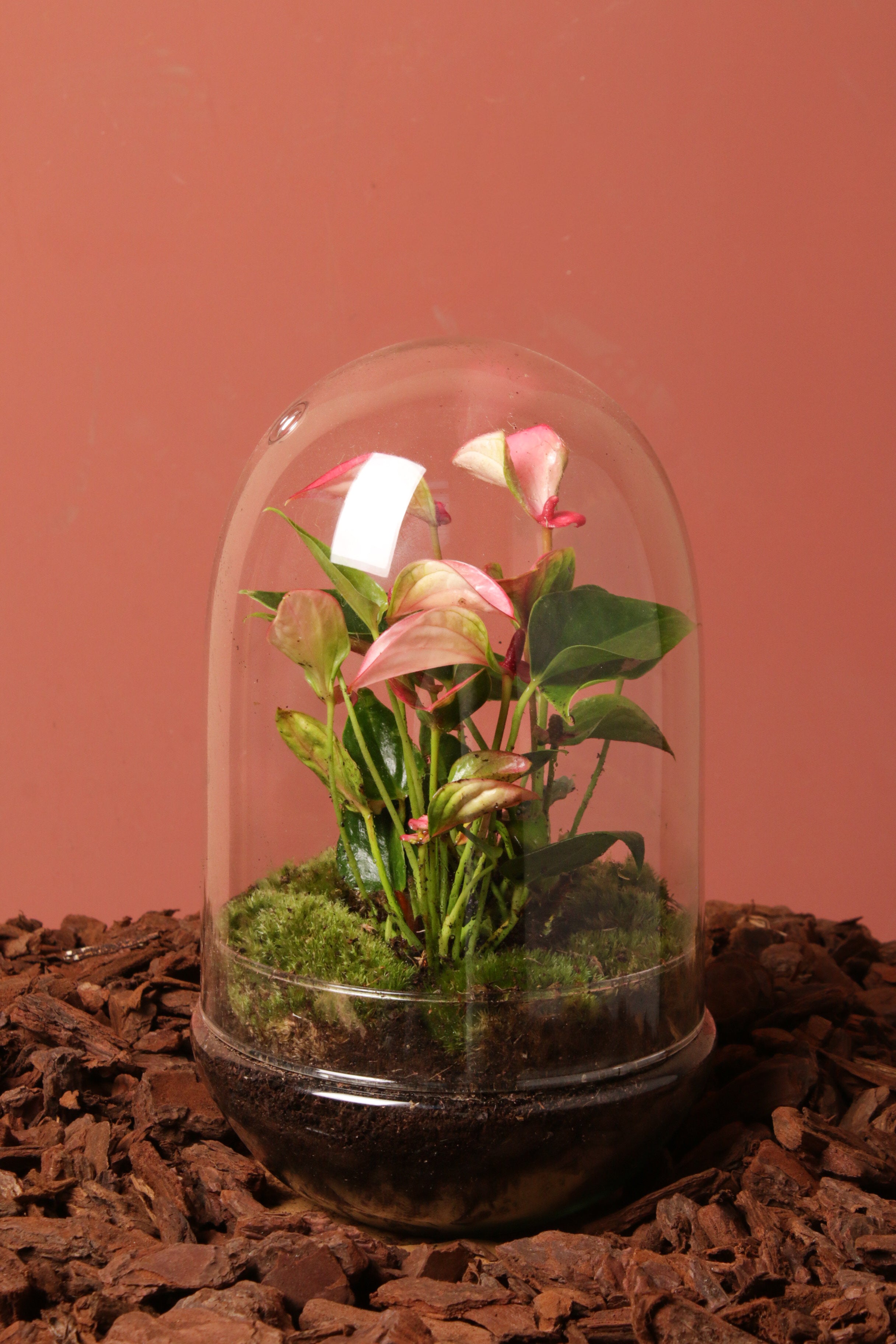 Pink Colette