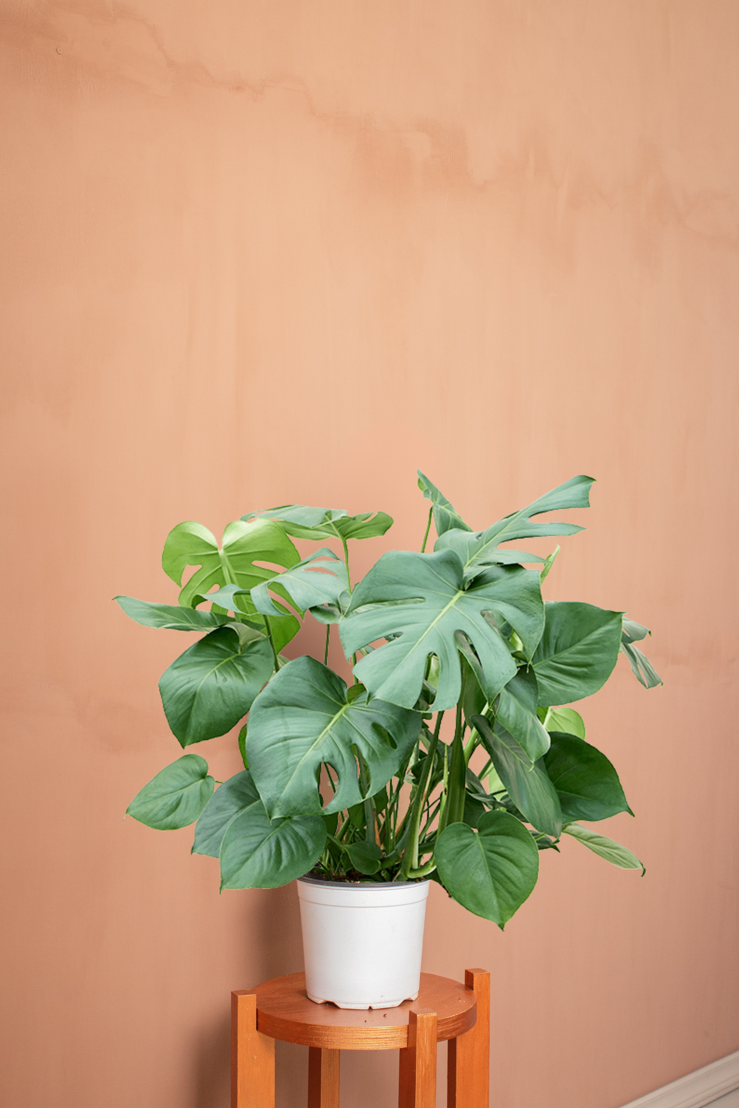 Oscar L (Devetabanı/Monstera Bitkisi)