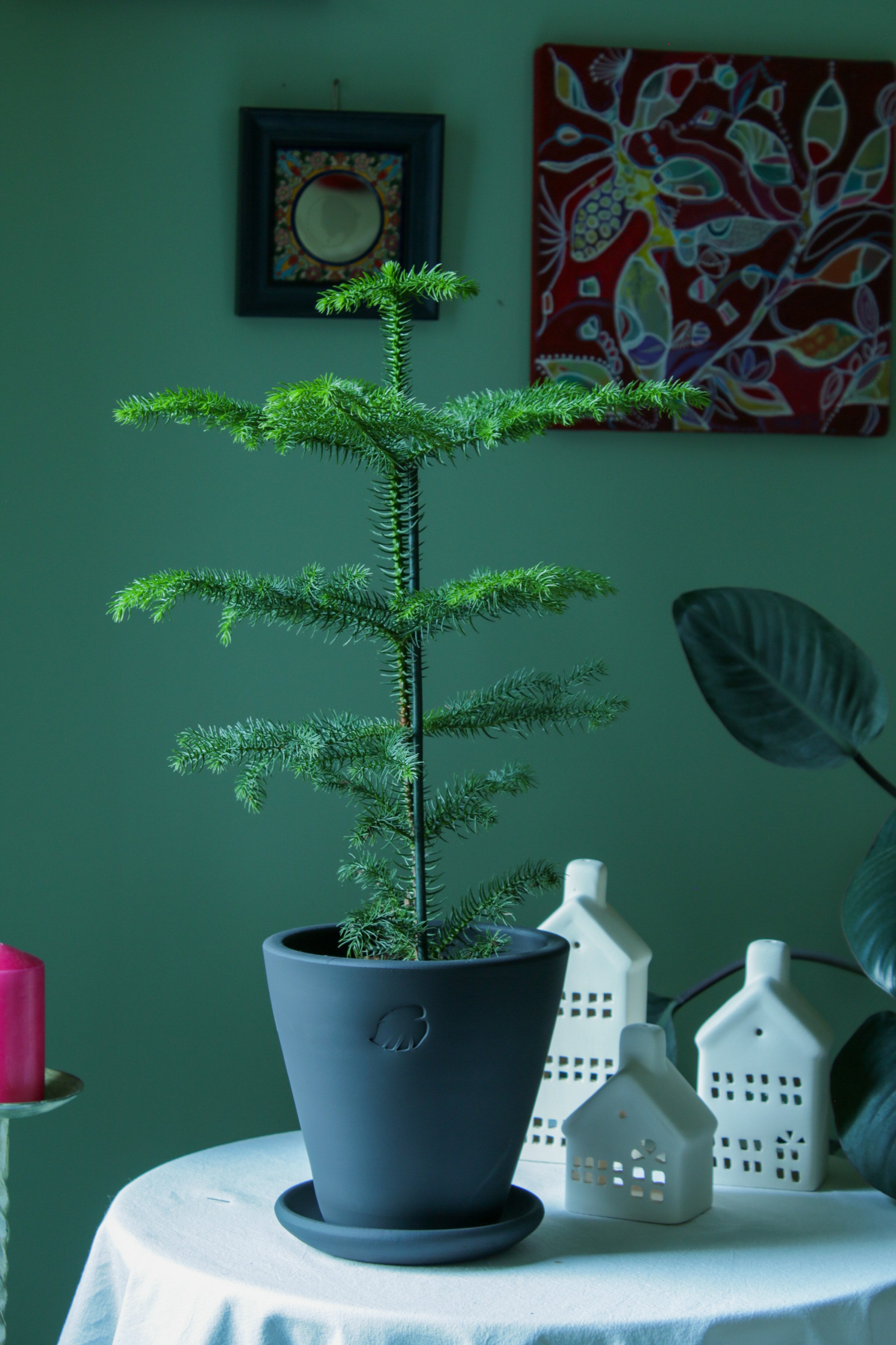 Araucaria Coal Çömlek Saksılı