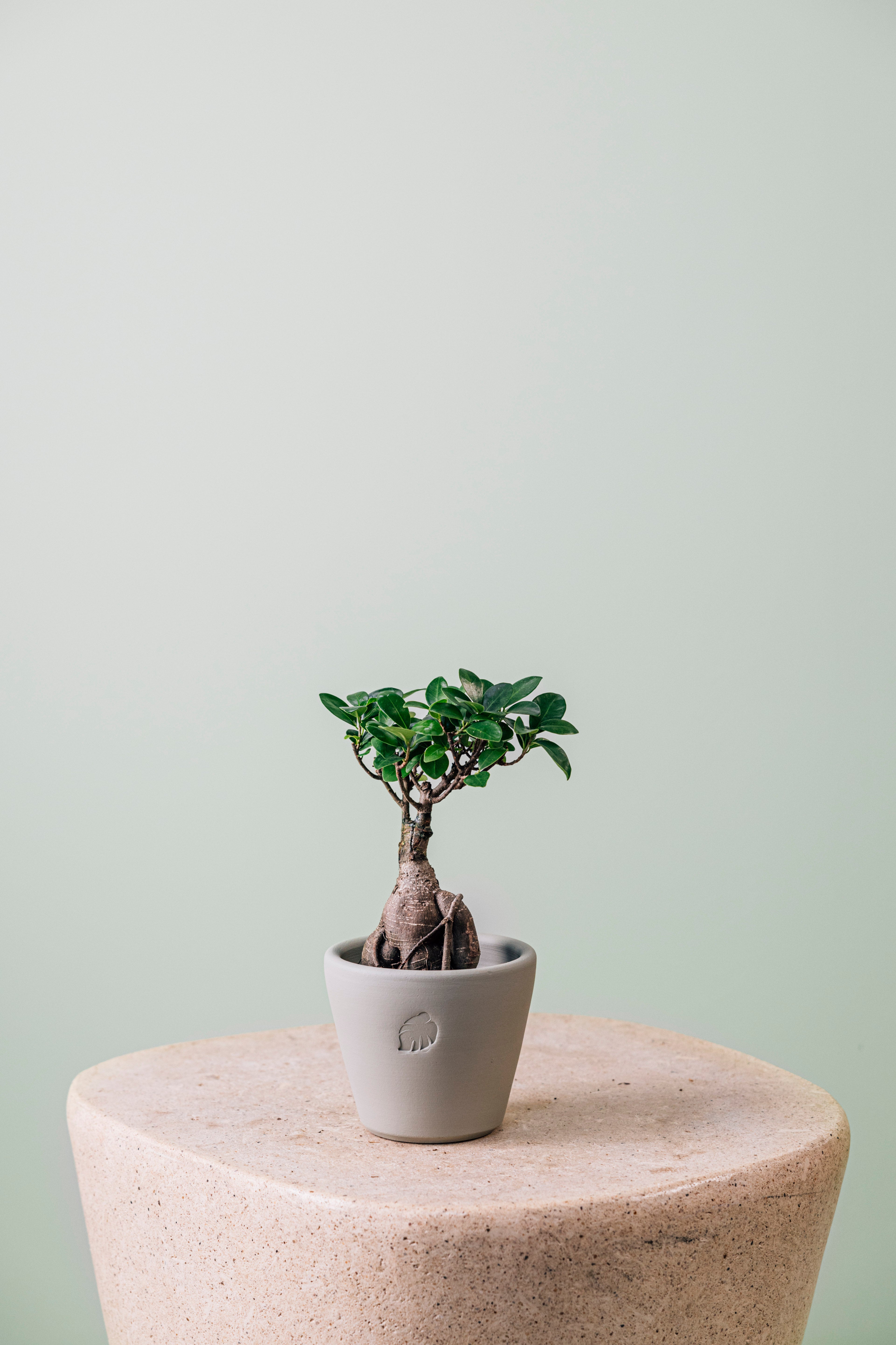 Benjiro Mint Çömlek Saksılı