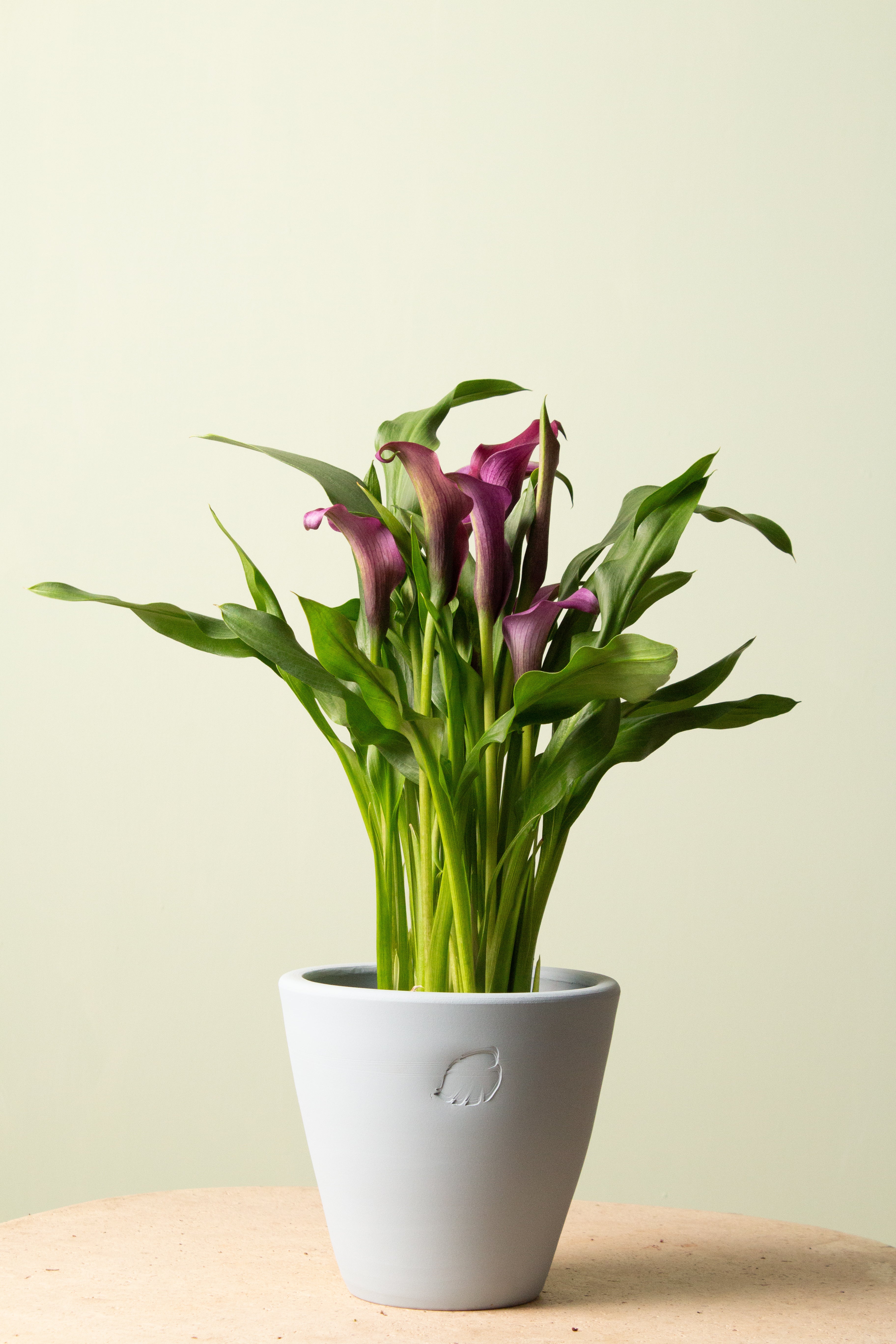 Berry (Mor Çiçekli)