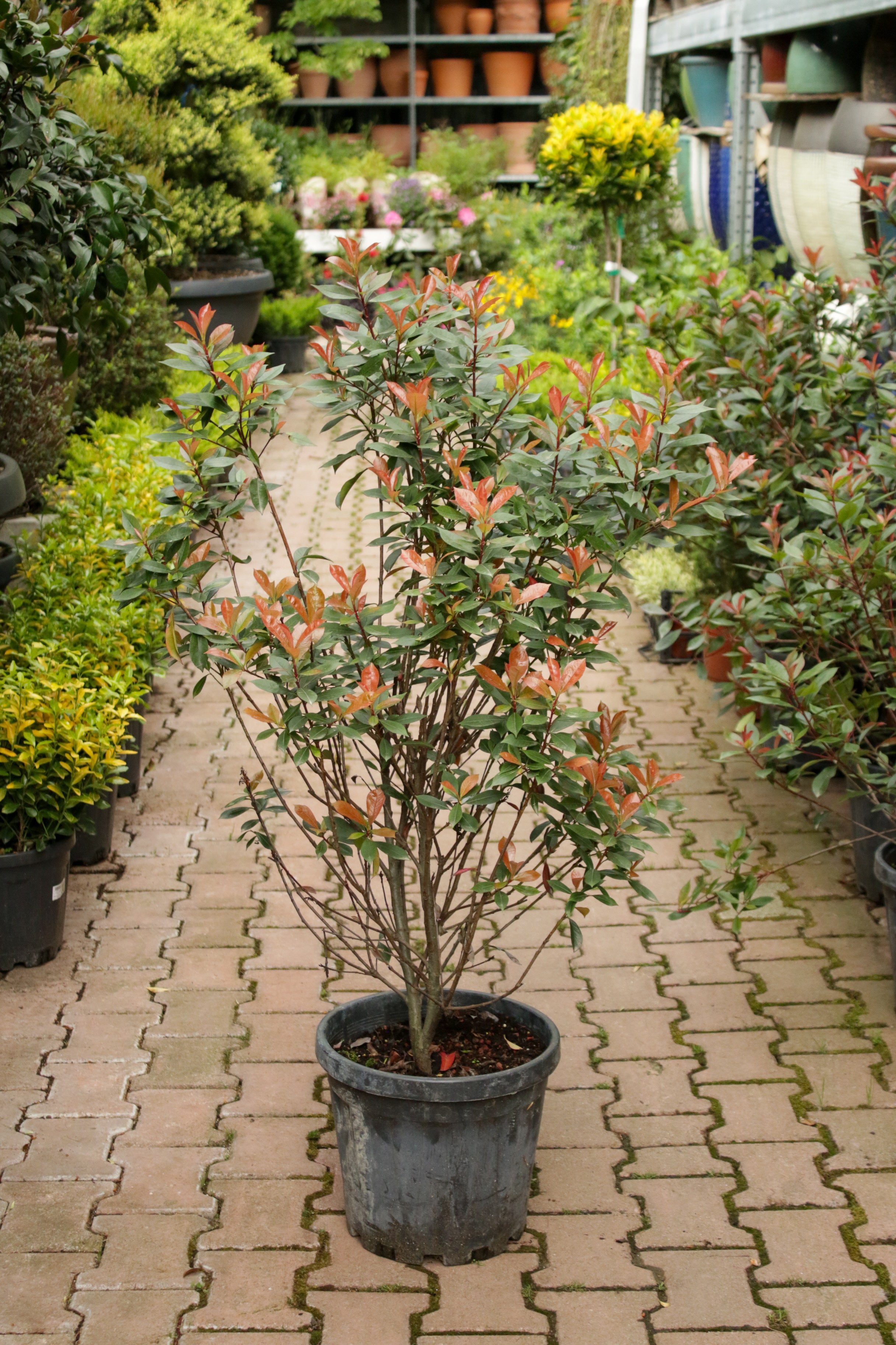 Photonia Carre Rouge (Alev Çalısı)