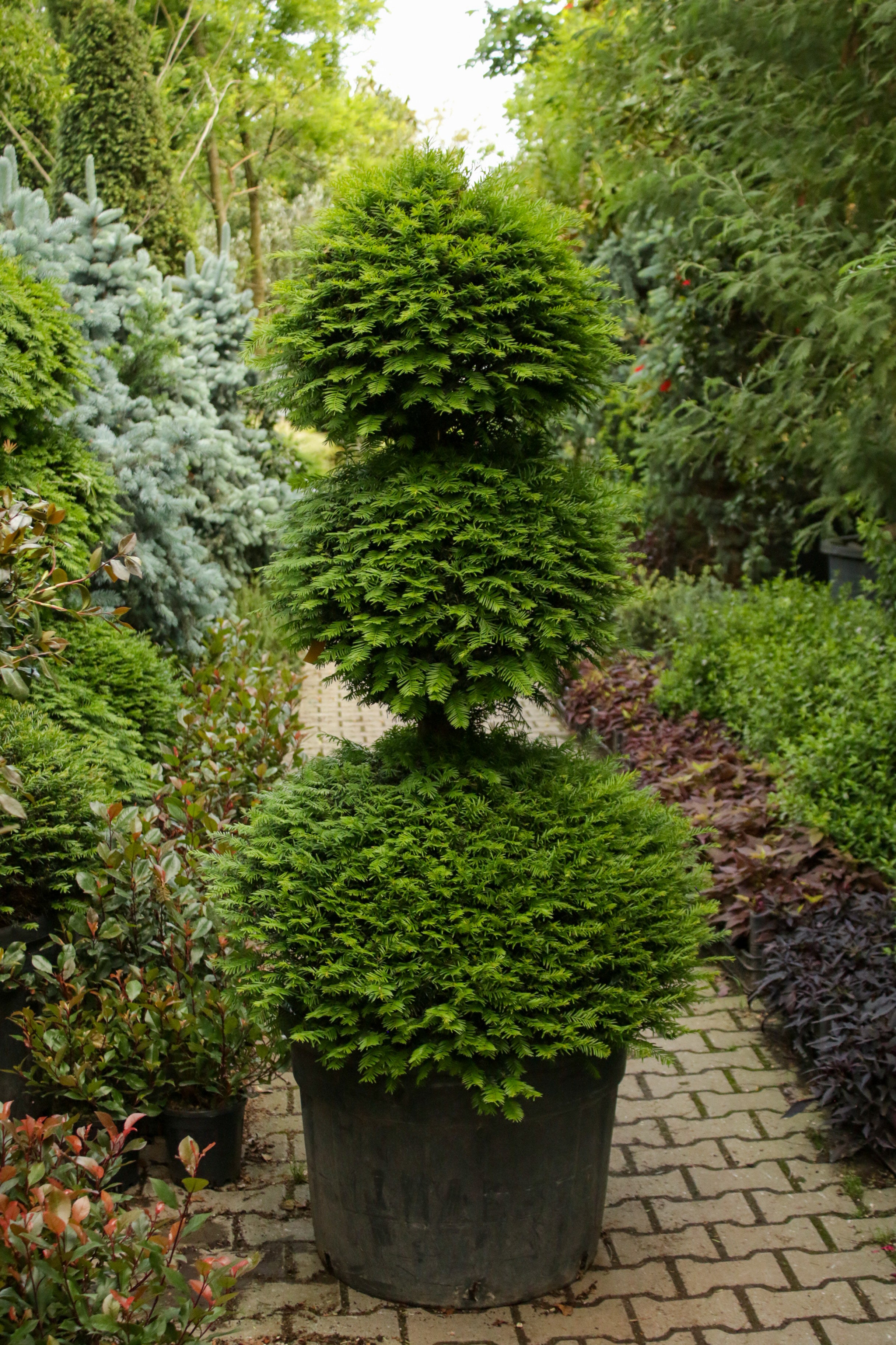 Taxus Baccata(Porsuk)