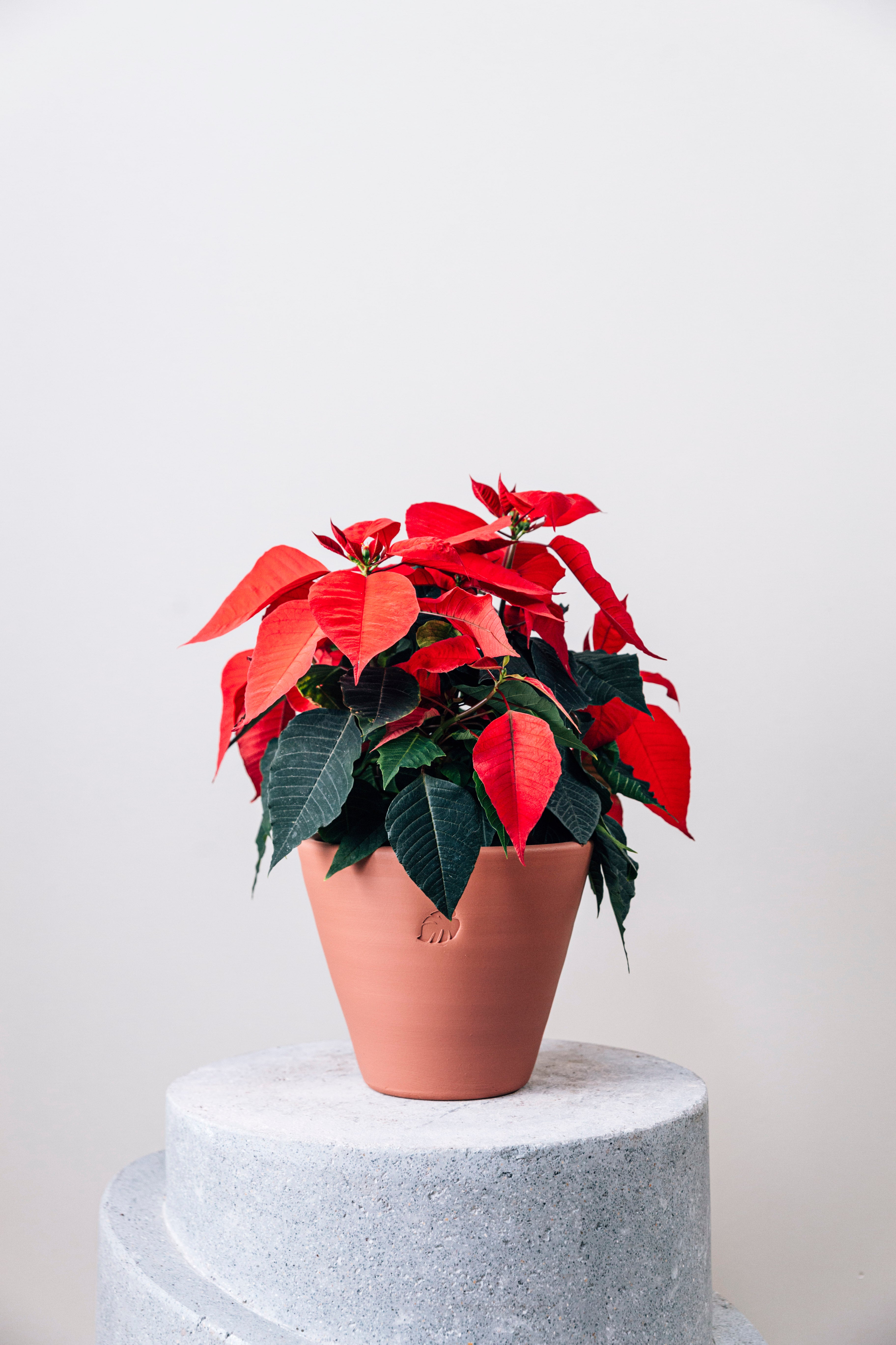 Poinsettia Sunset Çömlek Saksılı