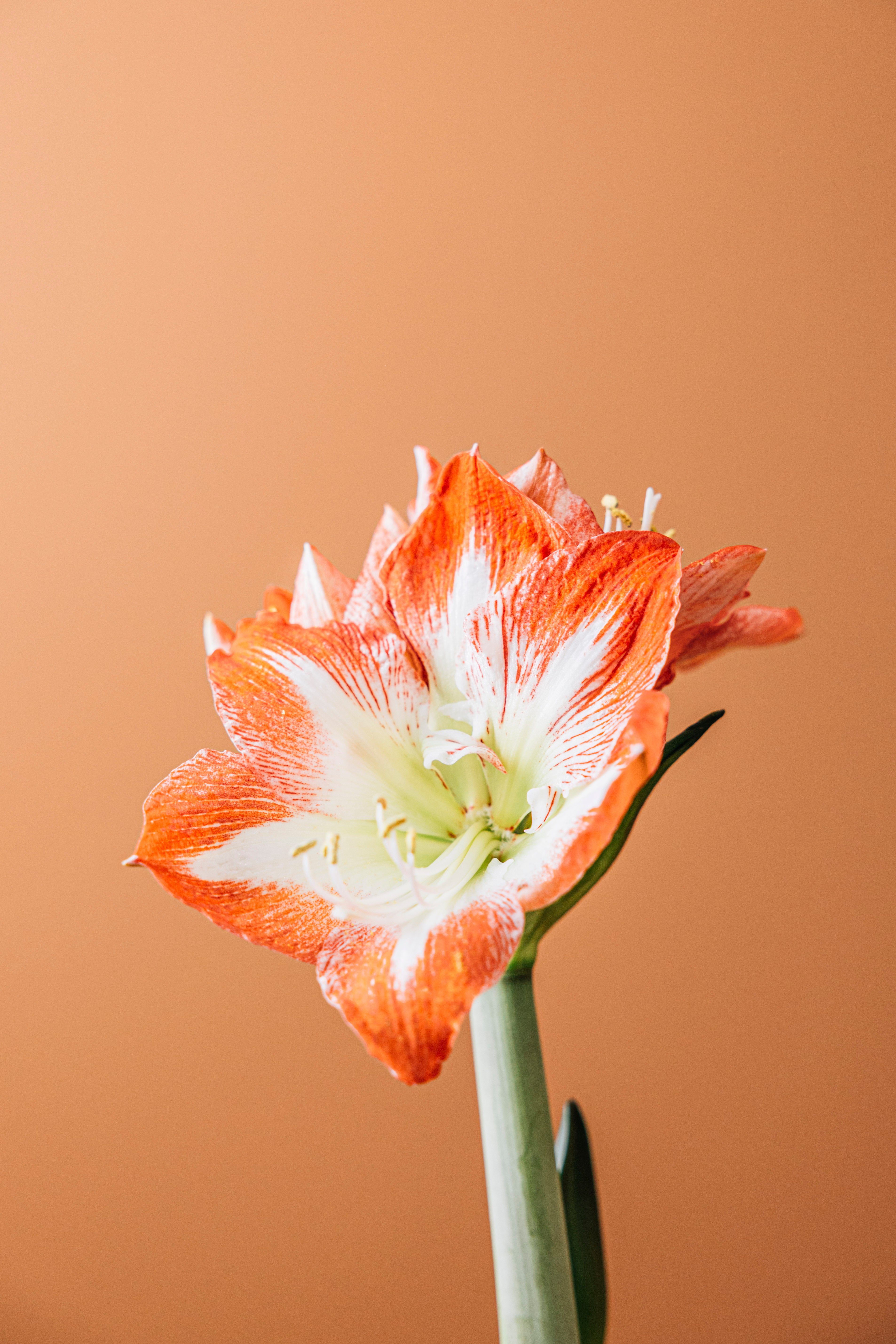 Amaryllis