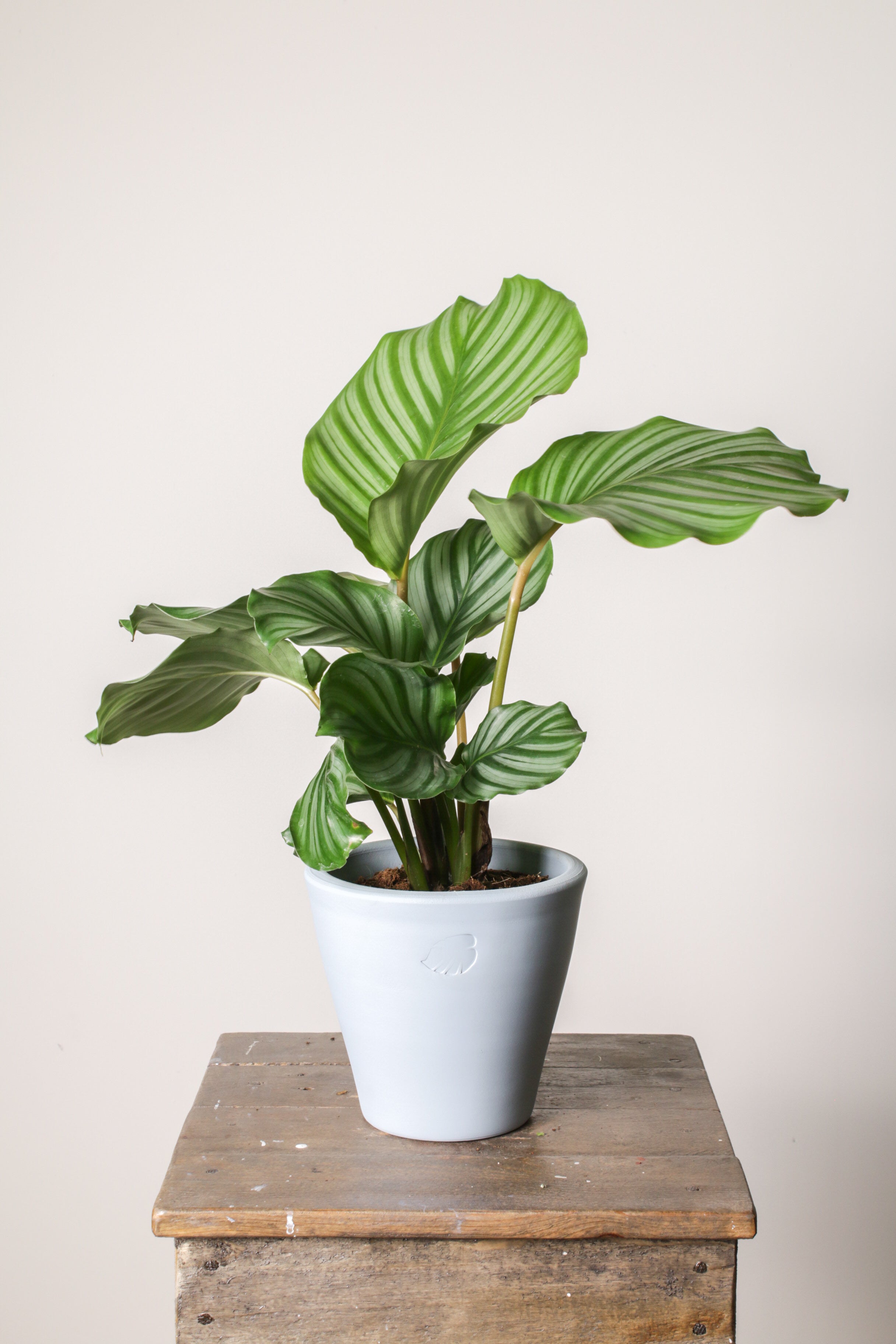 Orbifolia Sky Çömlek Saksılı