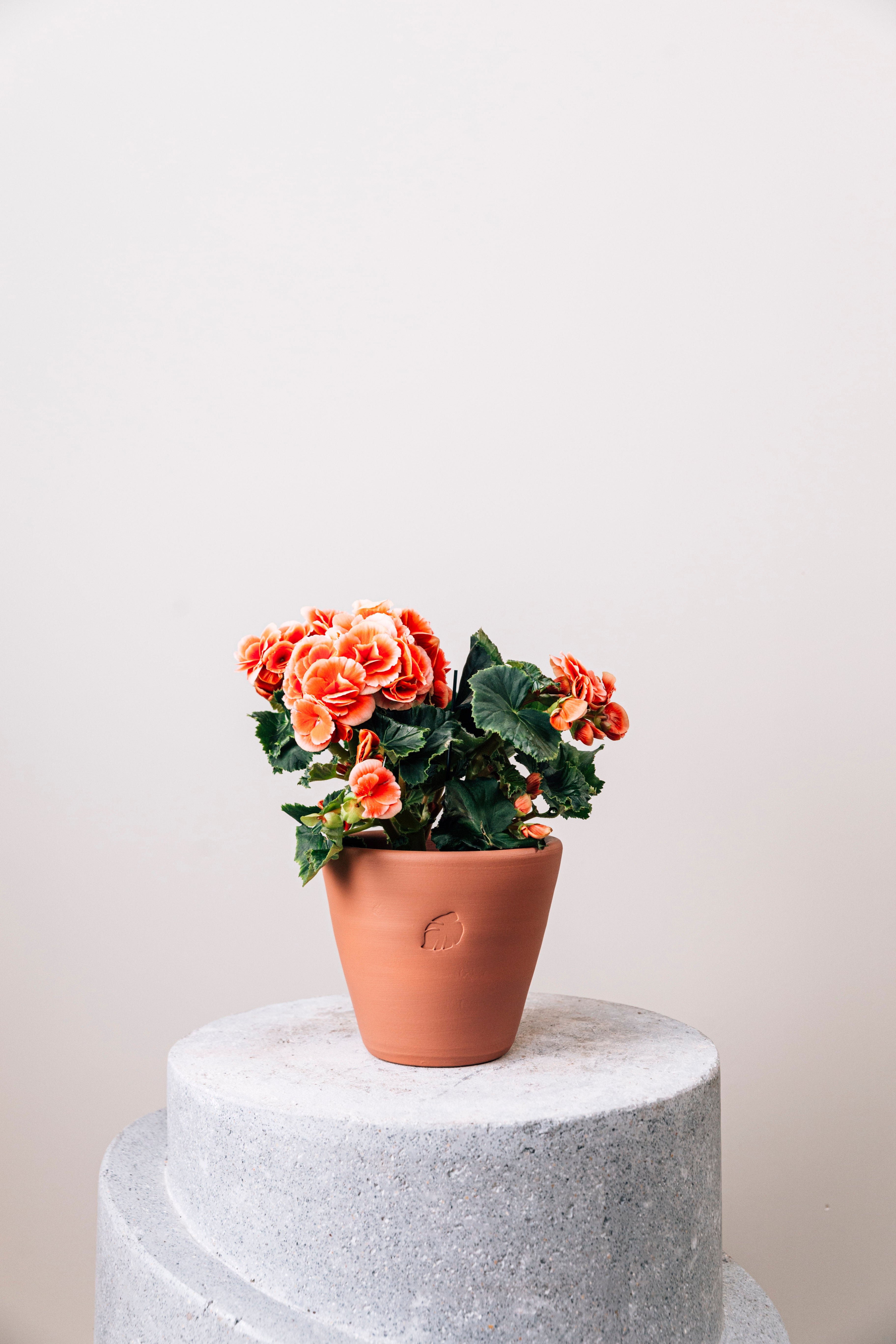 Candy Sunset Çömlek Saksılı