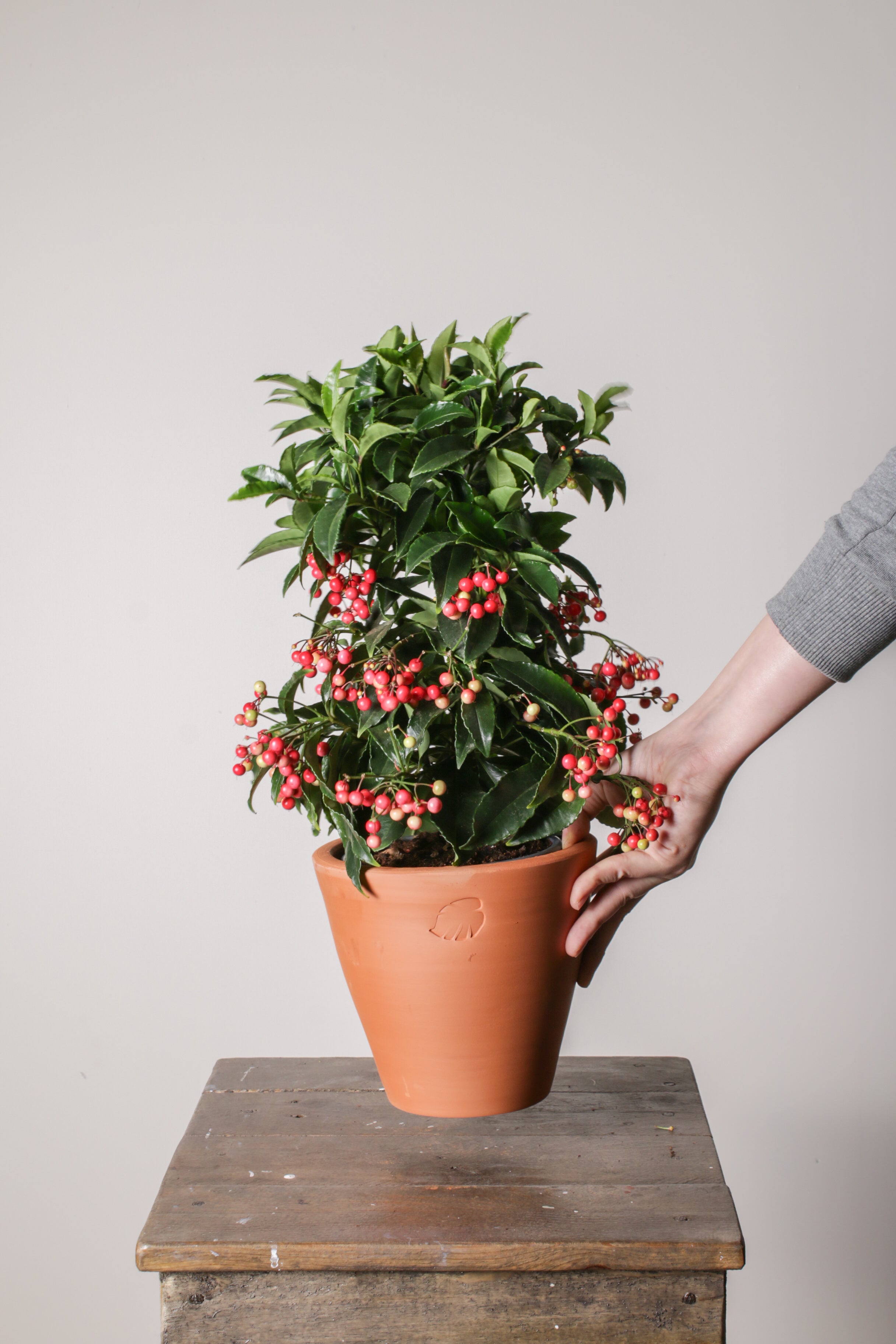 Ardisia Clay Çömlek Saksılı