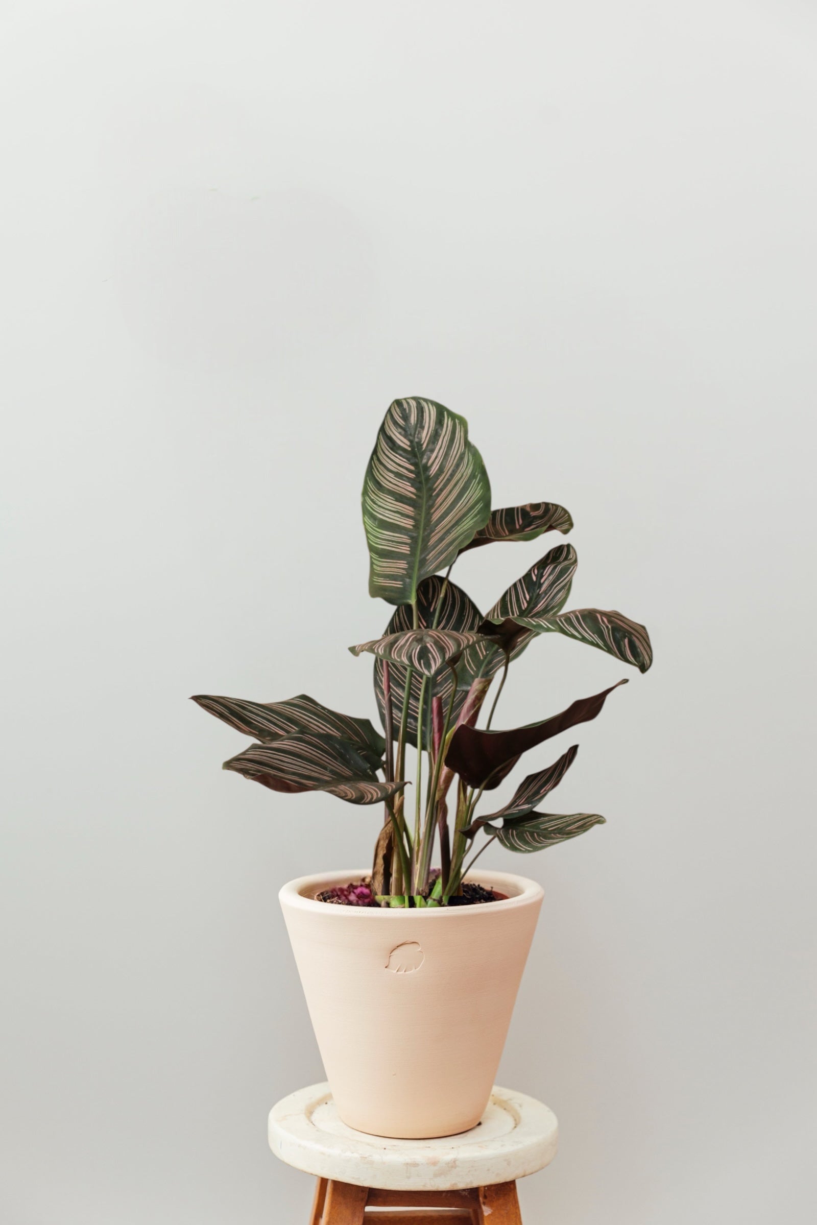 Ornata