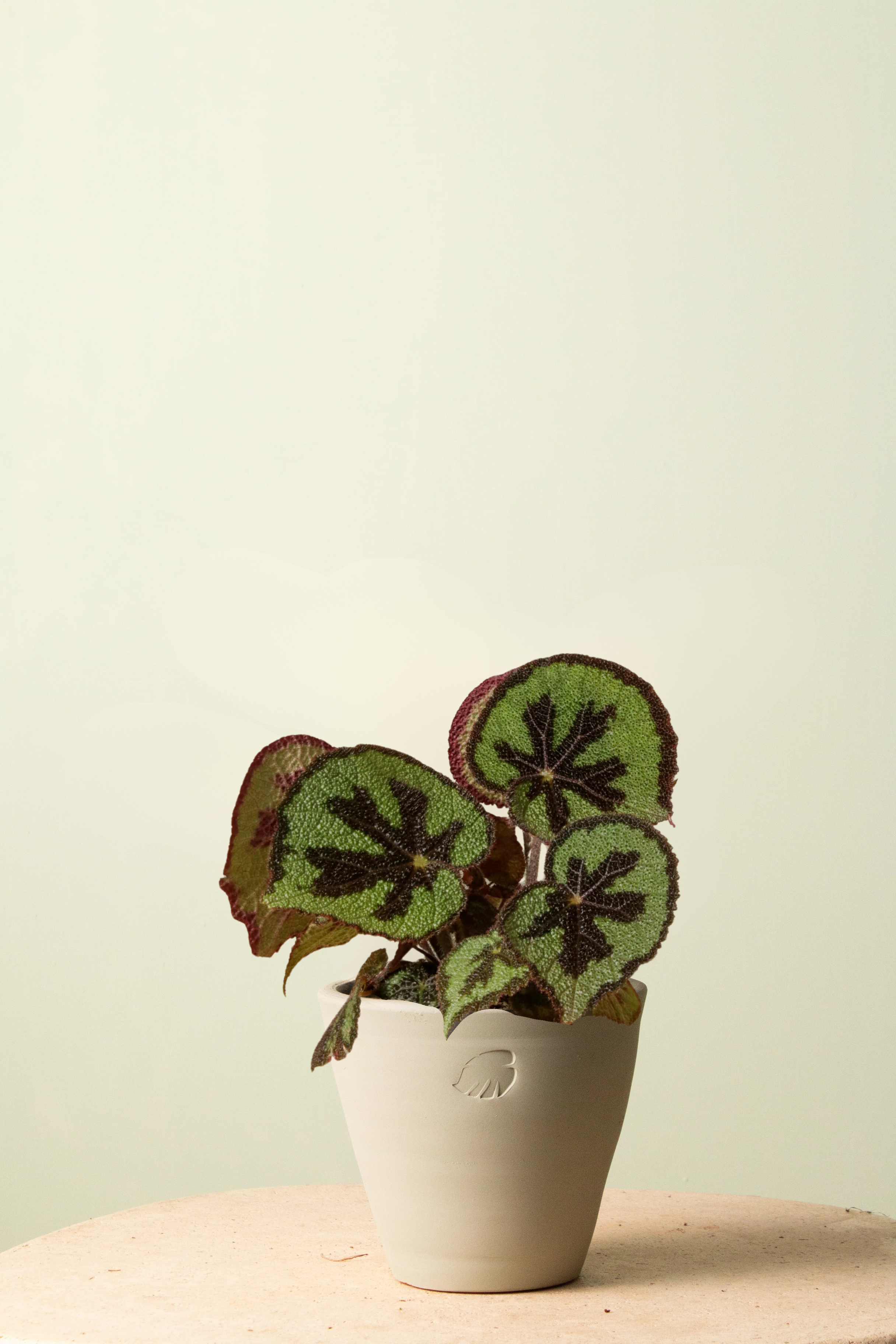 Begonia Mint Çömlek Saksılı